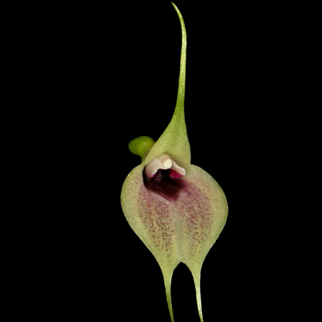 Masdevallia zahlbruckneri - Cloud Forest Flora