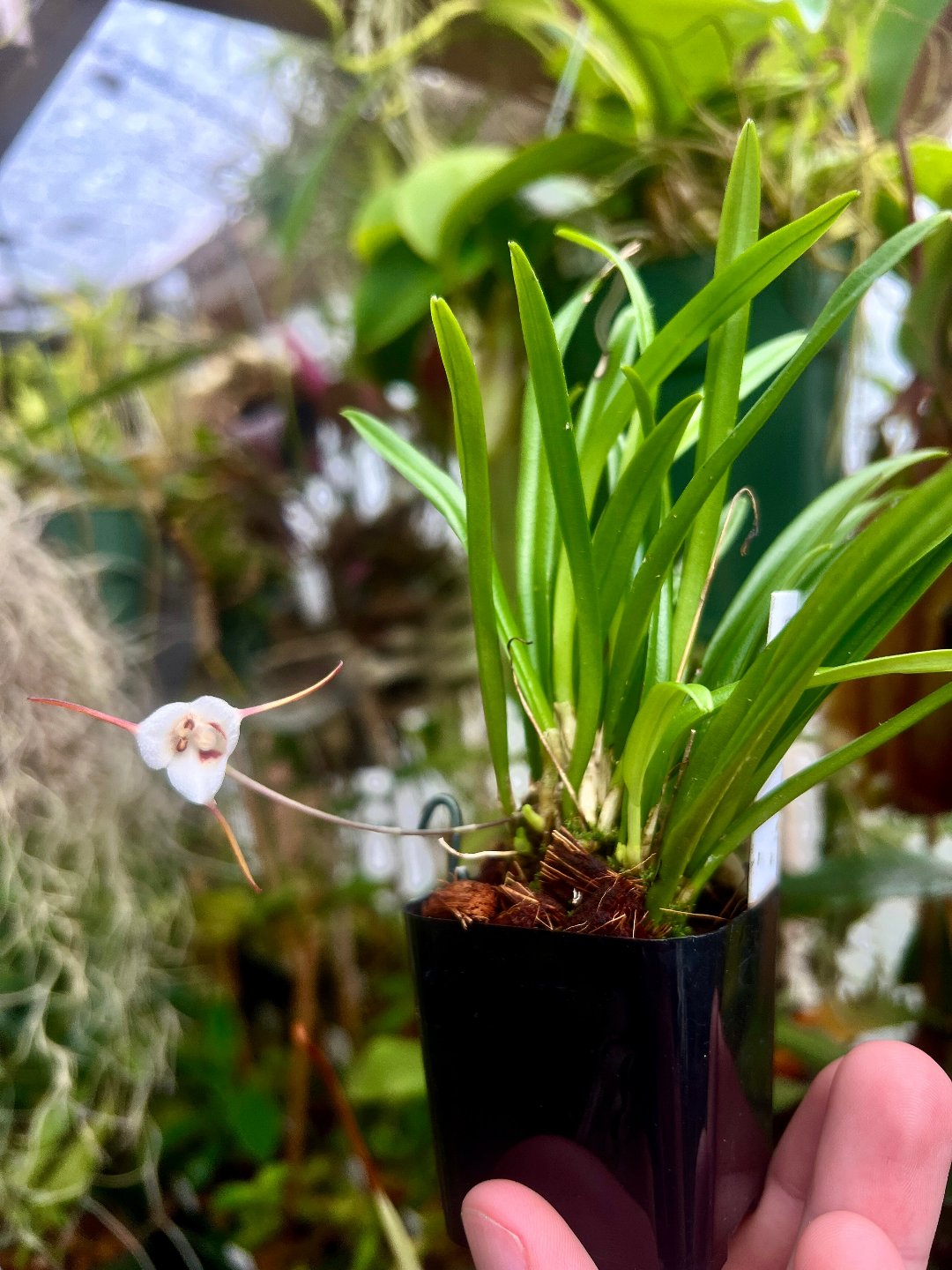 Dracula lotax - Cloud Forest Flora