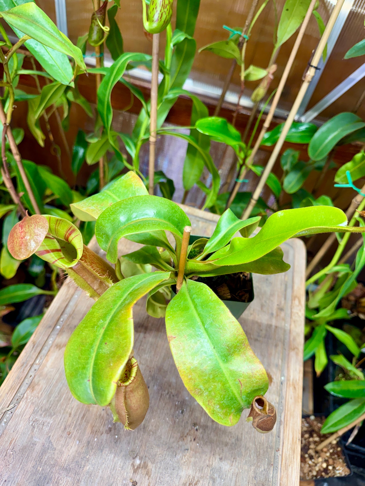 Nepenthes “Talented Savior”