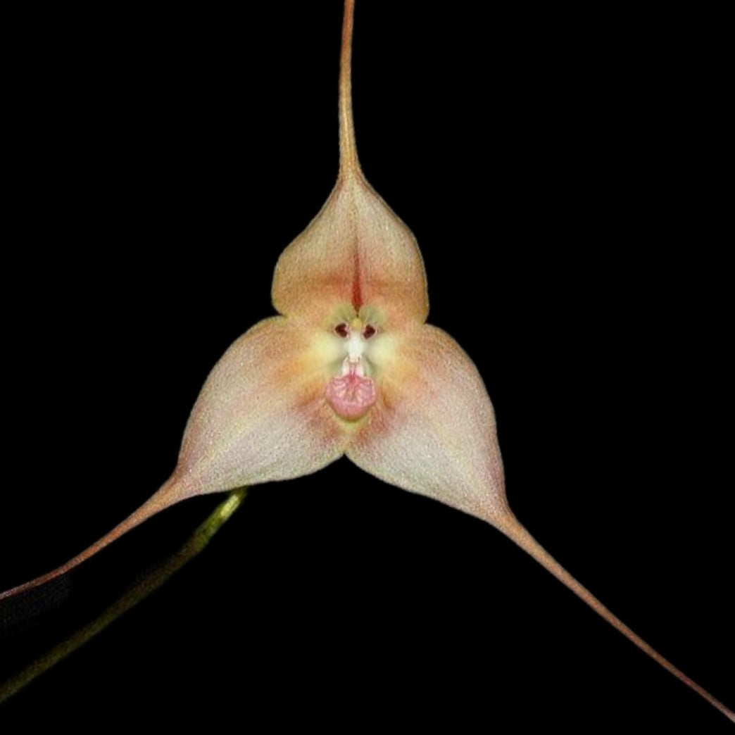 Dracula gigas - Cloud Forest Flora