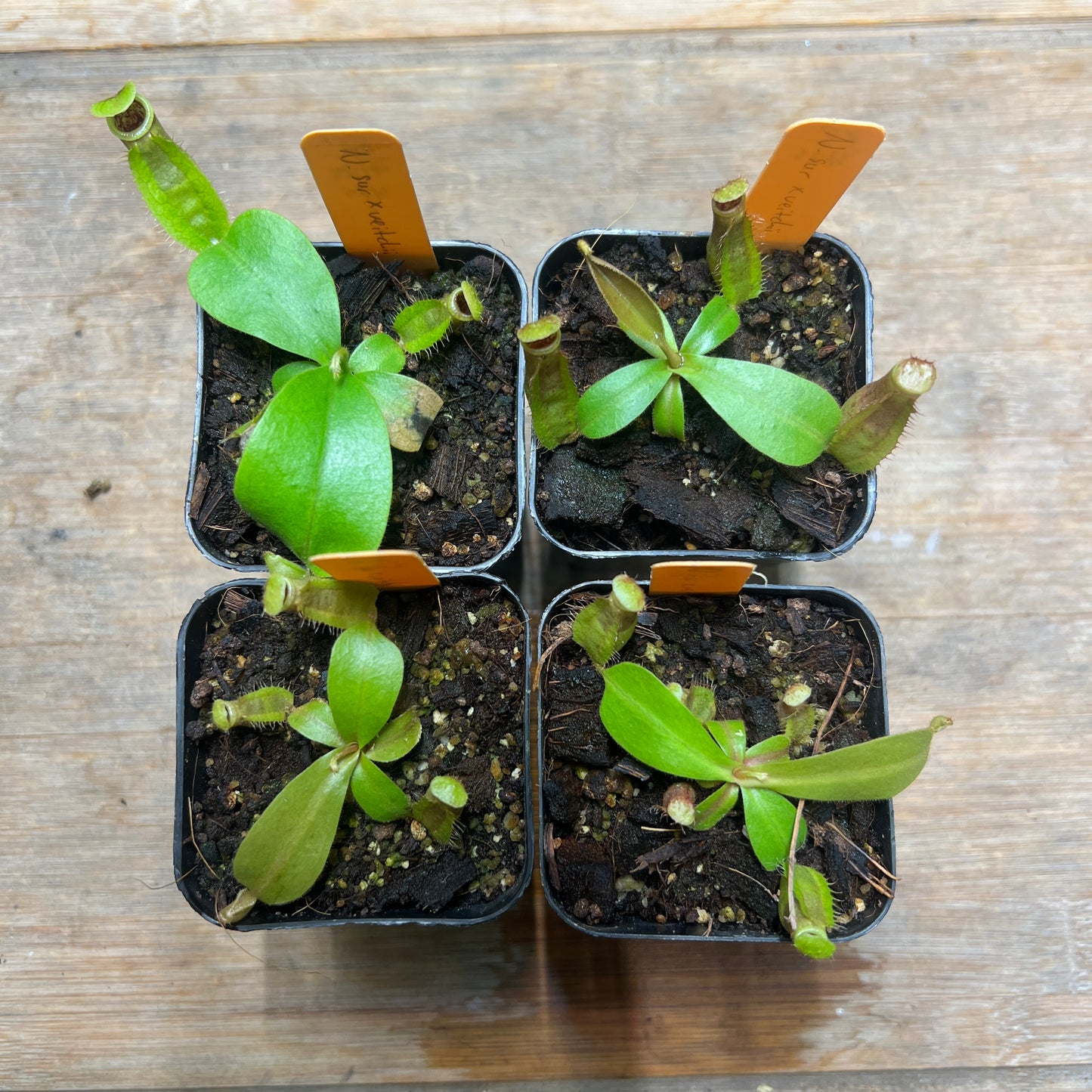 Nepenthes suratensis x veitchii KC-211 - Cloud Forest Flora