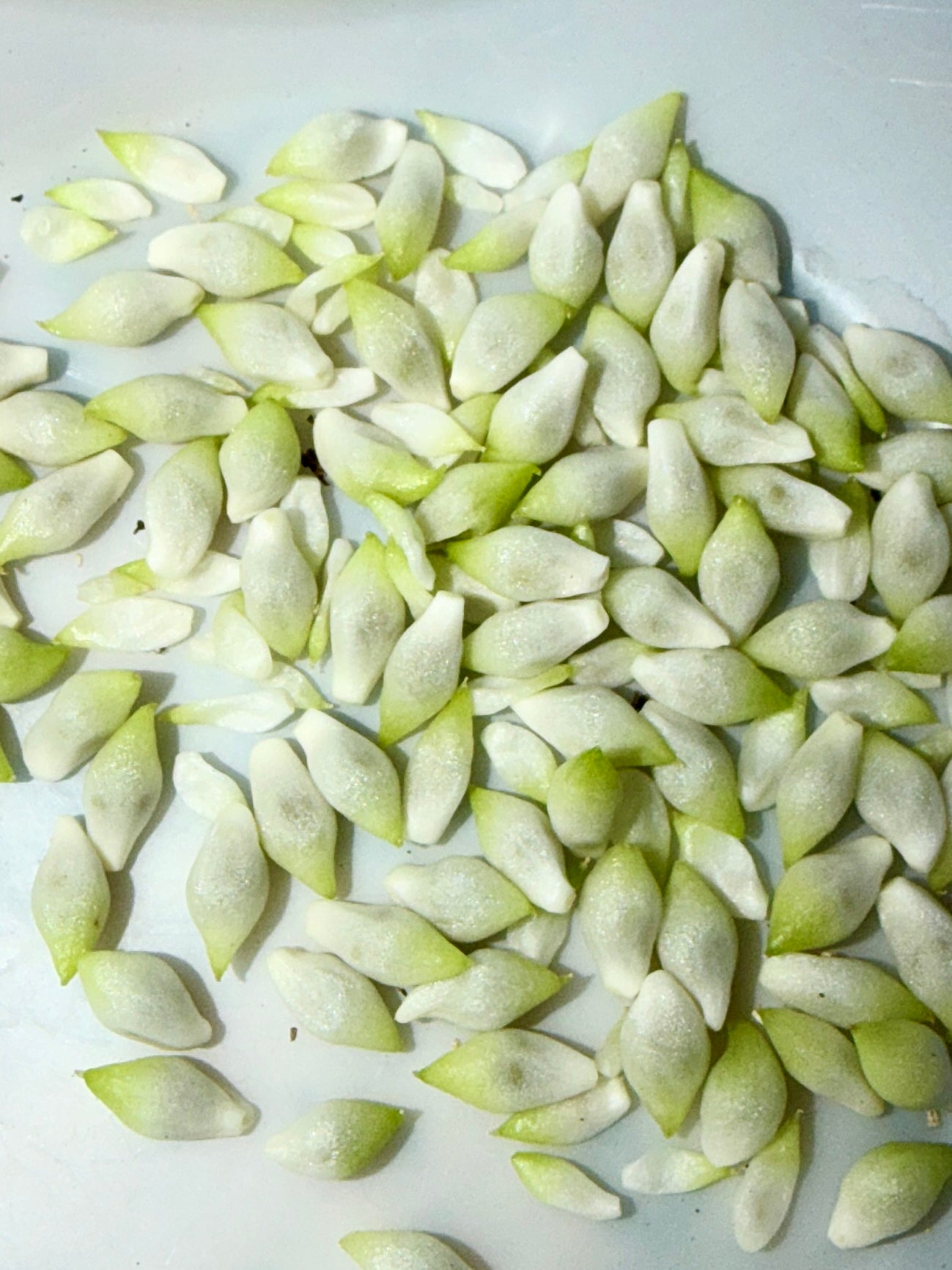 Pinellia tripartita Seeds
