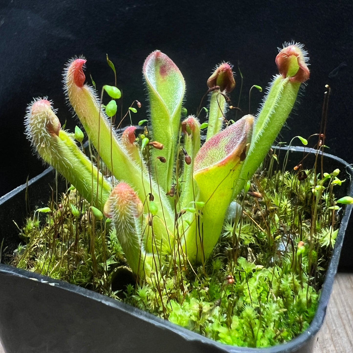 Heliamphora exappendiculata (Apacapa) “Ewok” - Cloud Forest Flora