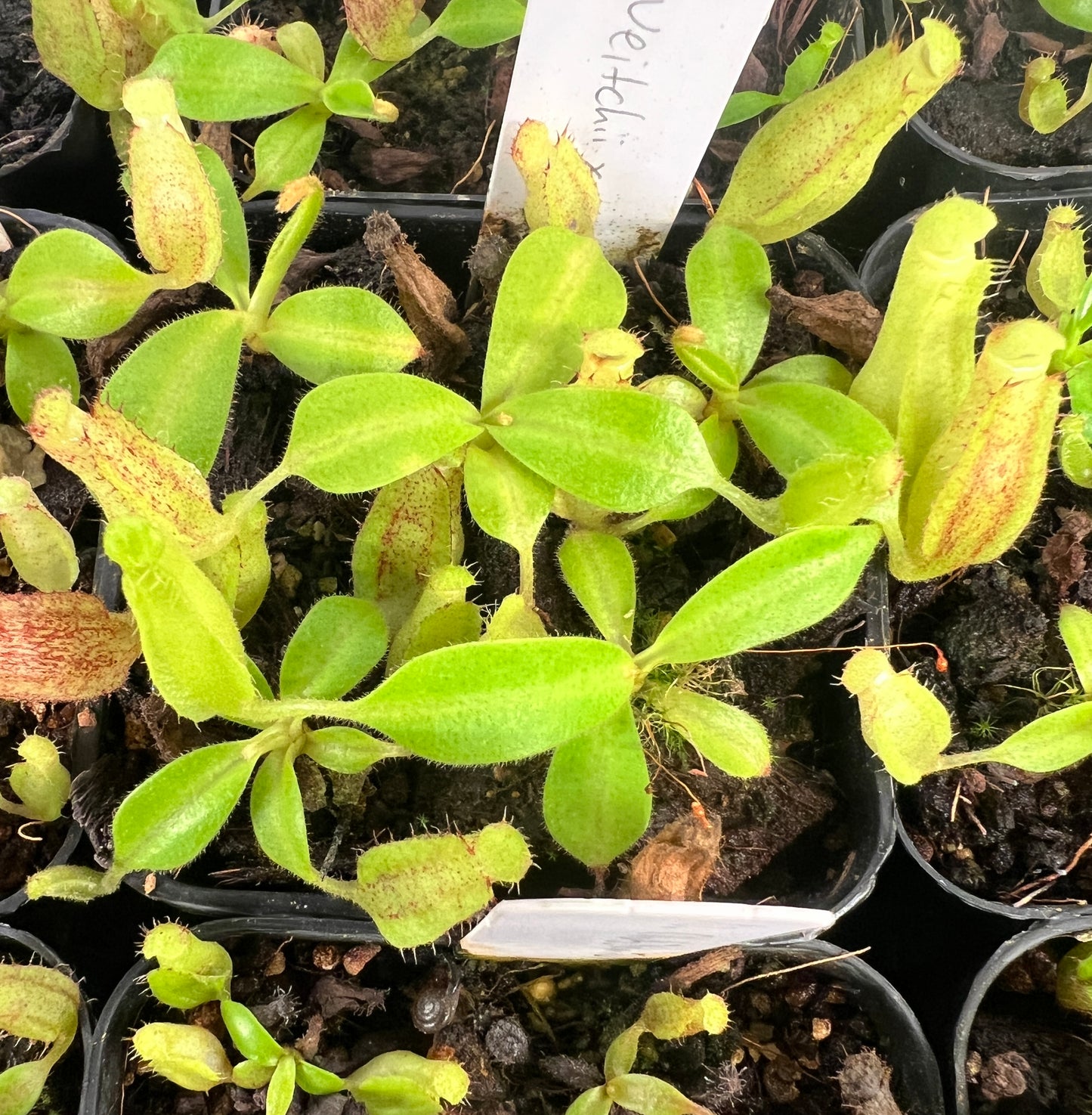 Nepenthes veitchii x maxima - Cloud Forest Flora