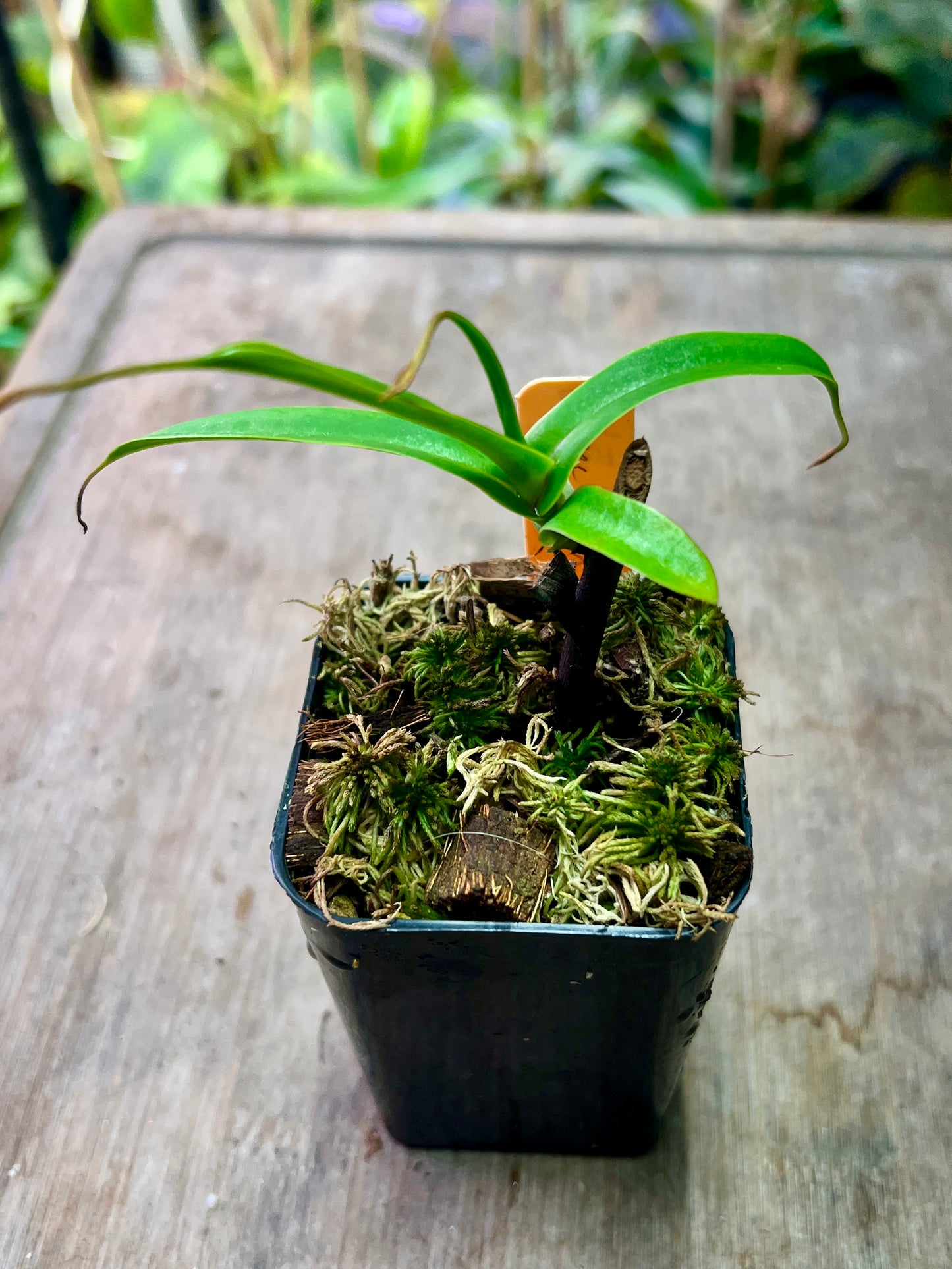 Nepenthes spectabilis x tenuis BE-3884 - Cloud Forest Flora