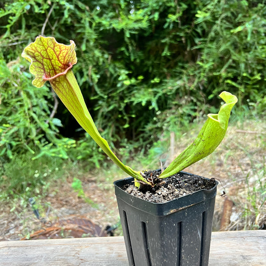 Sarracenia hybrid - Cloud Forest Flora