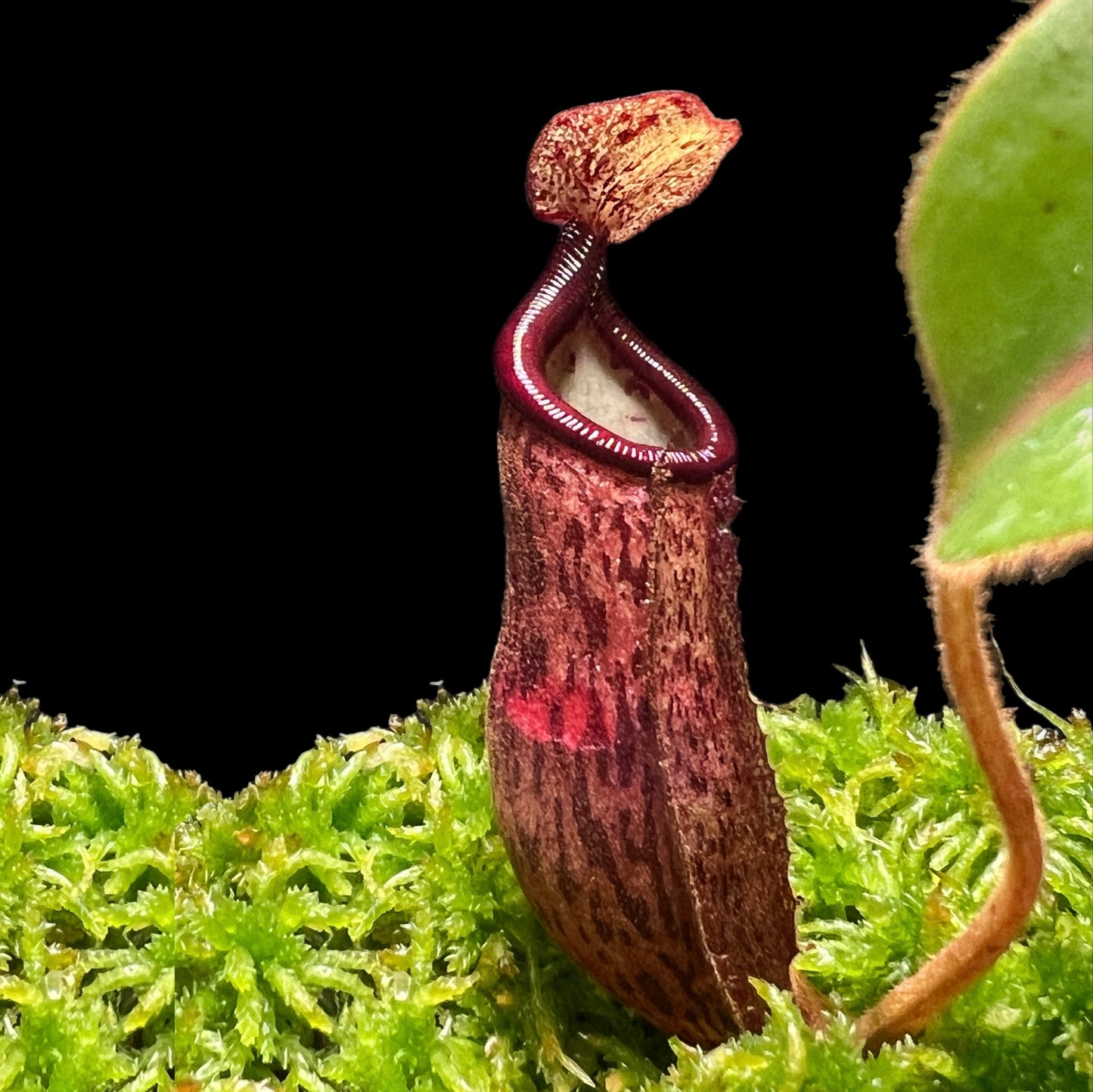 Nepenthes glandulifera x leonardoi - Cloud Forest Flora