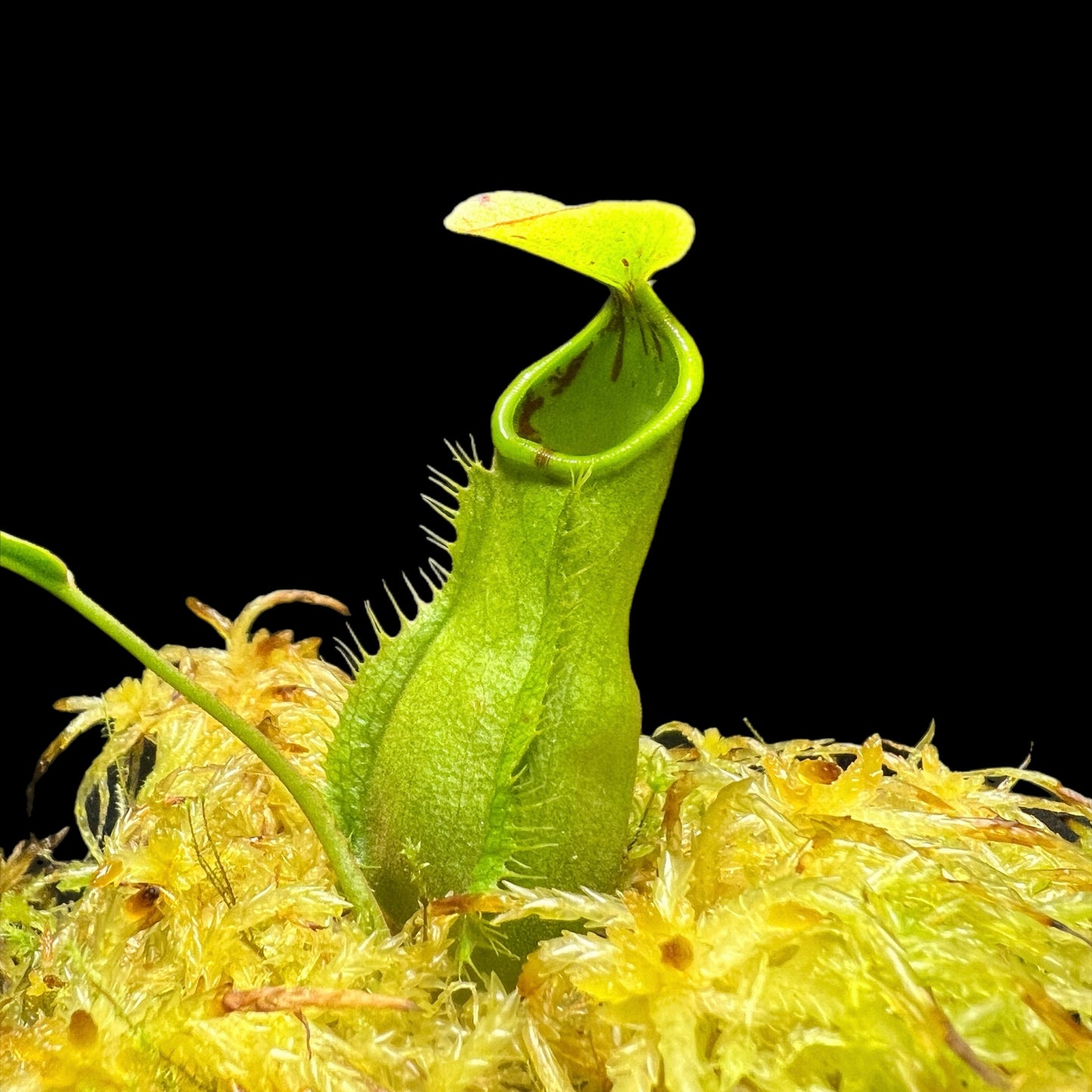 Nepenthes philippinensis BCP-N1071 - Cloud Forest Flora
