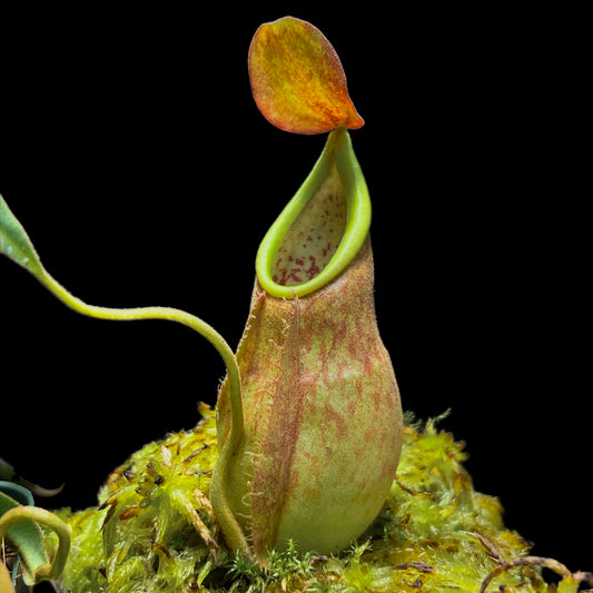 Nepenthes “Freebooter” - Cloud Forest Flora