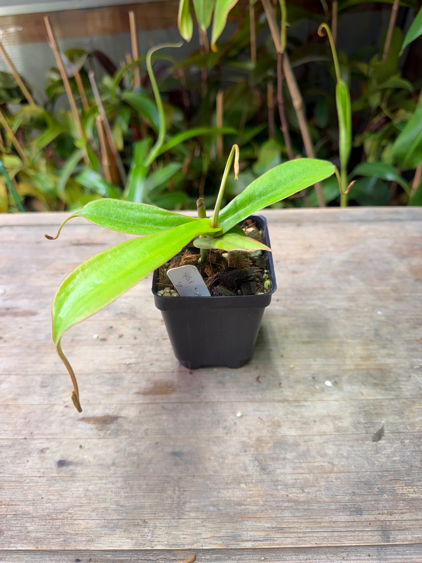 Nepenthes spathulata x spectabilis - Cloud Forest Flora