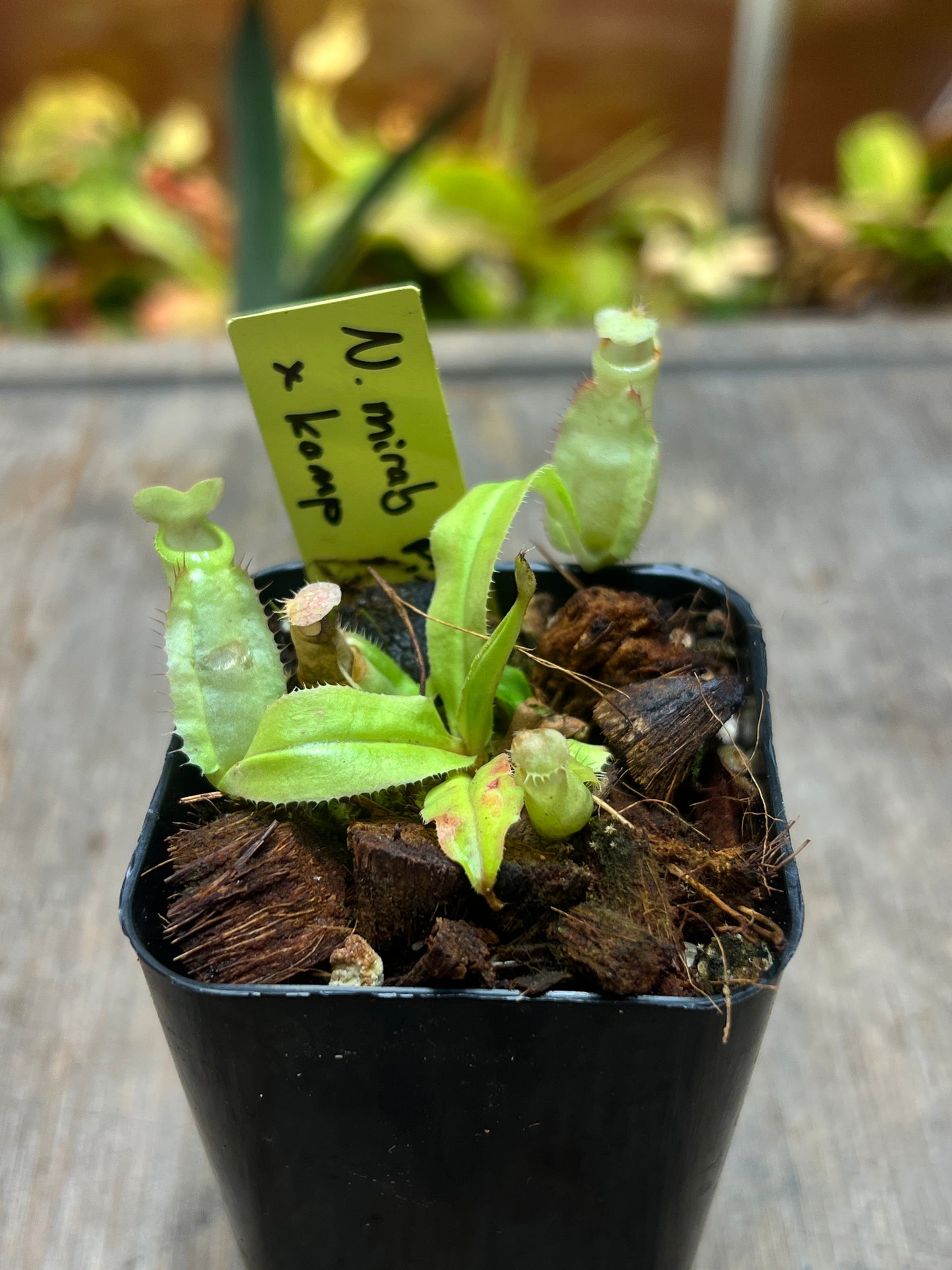 Nepenthes mirabilis Pink x kampotiana