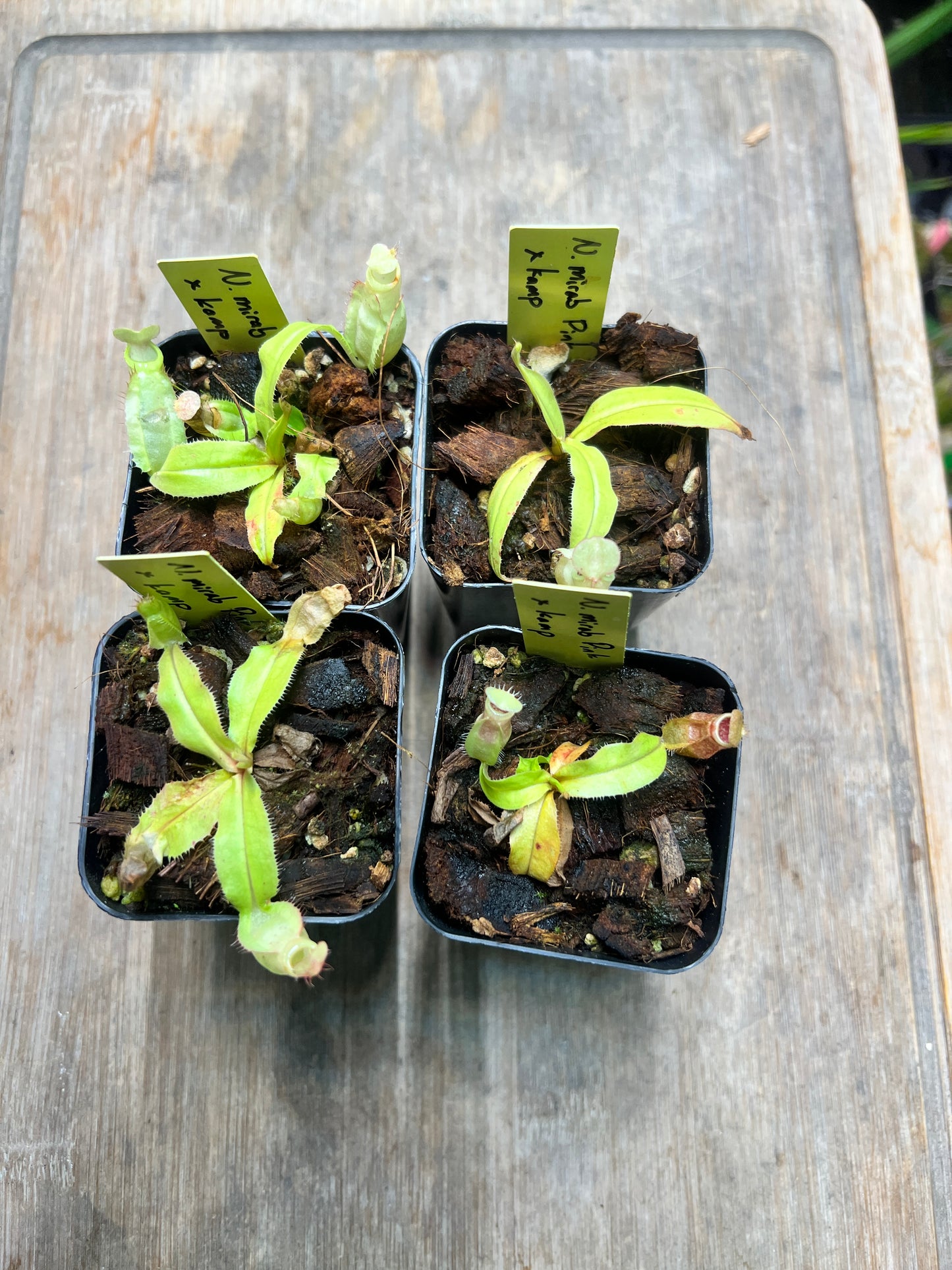 Nepenthes mirabilis Pink x kampotiana