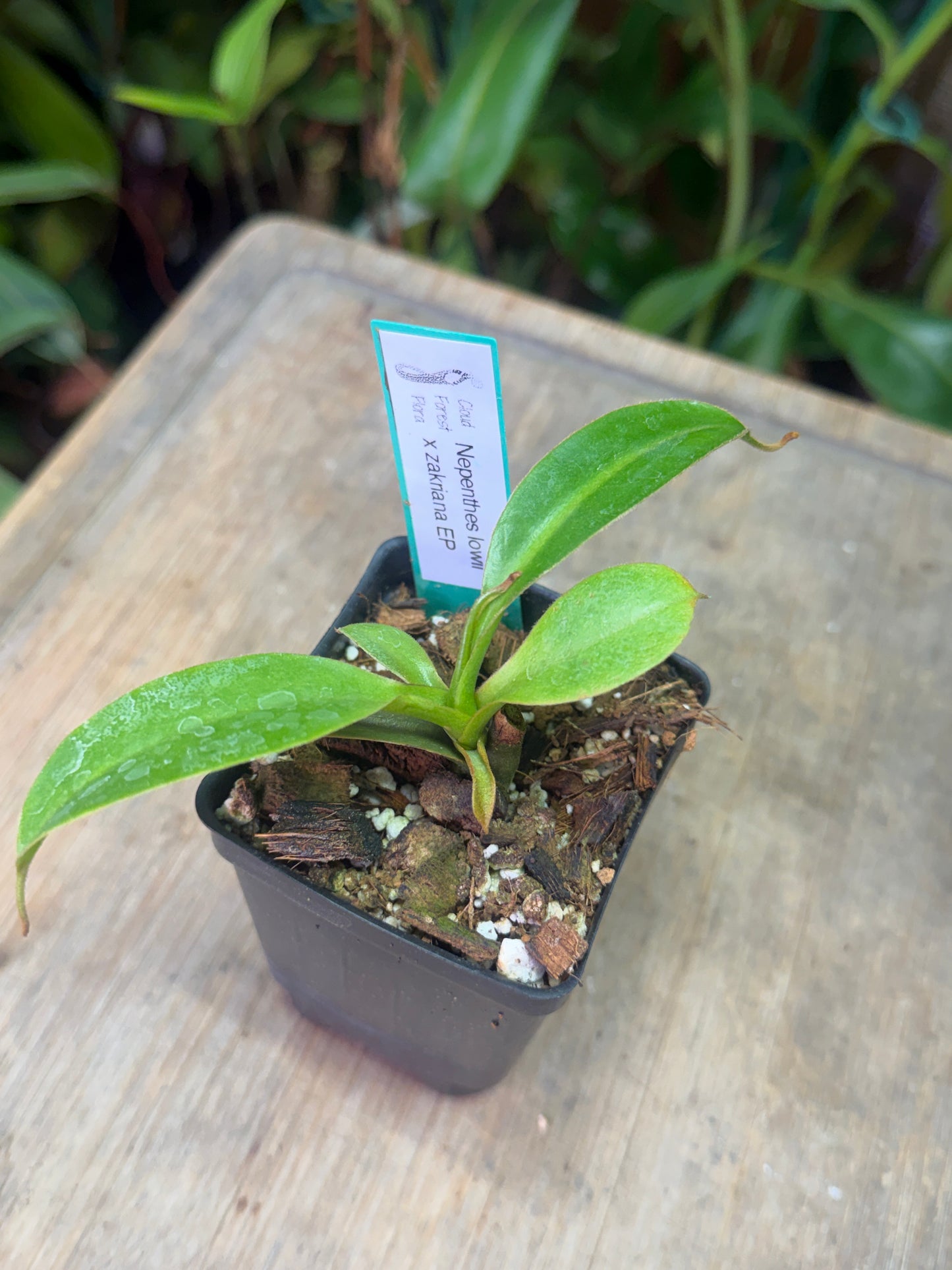 Nepenthes lowii x zakriana