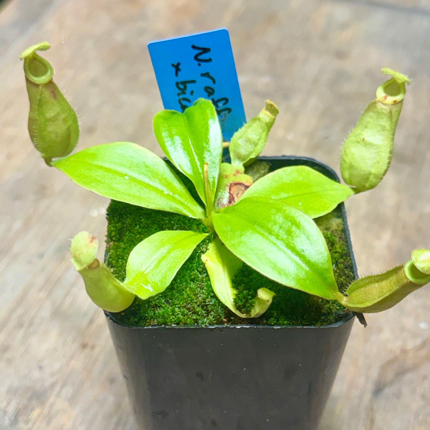 Nepenthes rafflesiana x bicalcarata