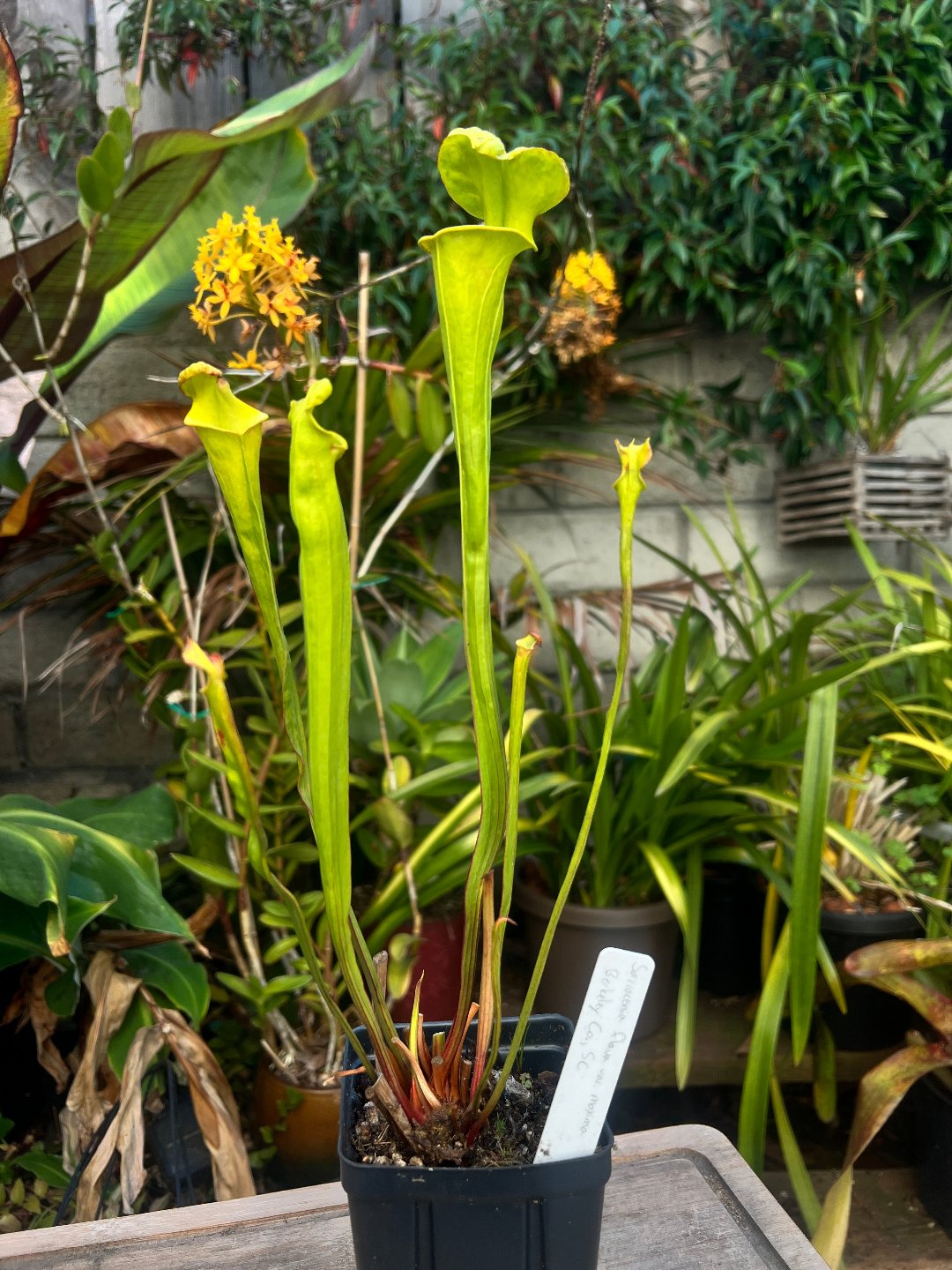 Sarracenia flava var. maxima Berkeley Co. SC - Cloud Forest Flora