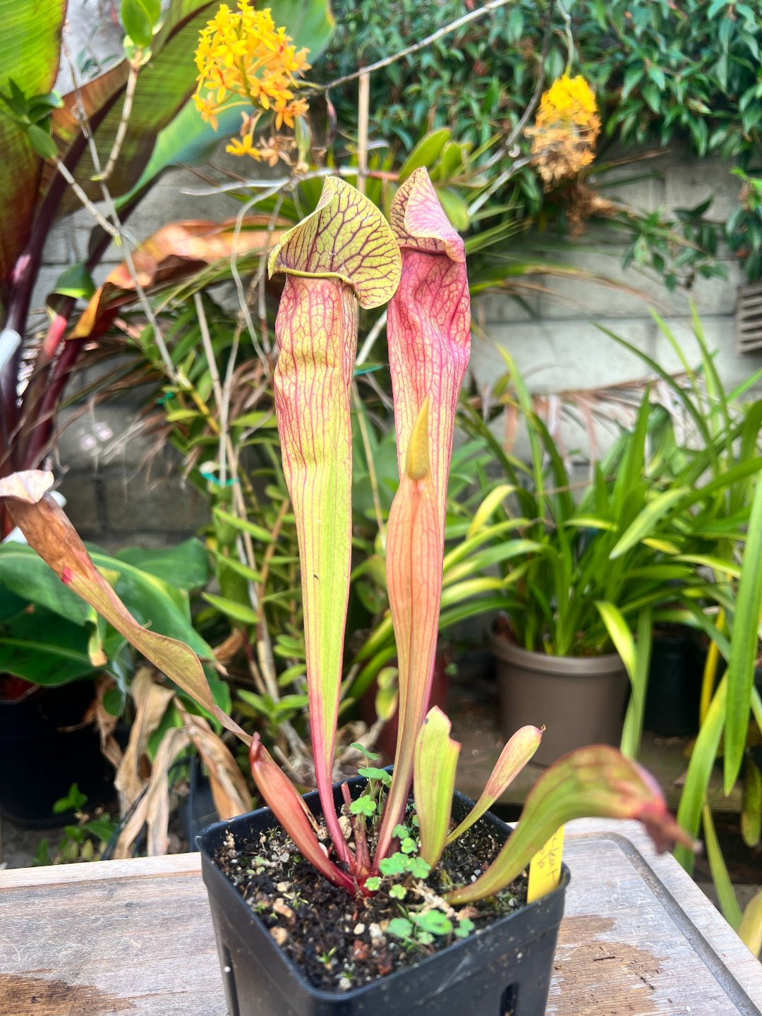 Sarracenia “Meerkat Mob” - Cloud Forest Flora