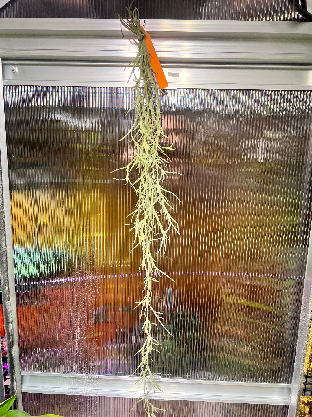 Tillandsia usneoides 'El Gordito' - Cloud Forest Flora