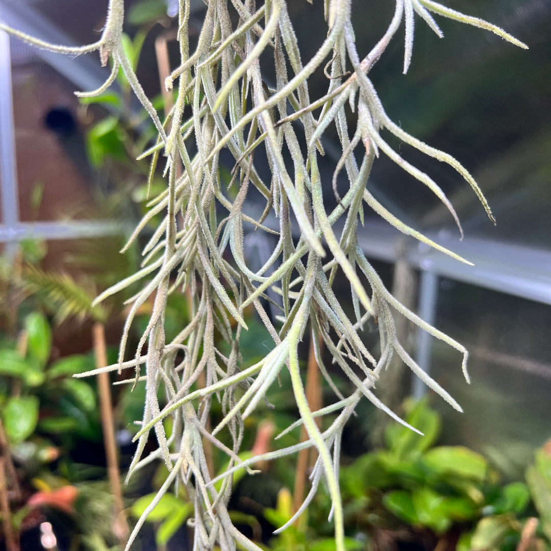 Tillandsia usneoides 'El Gordito' - Cloud Forest Flora