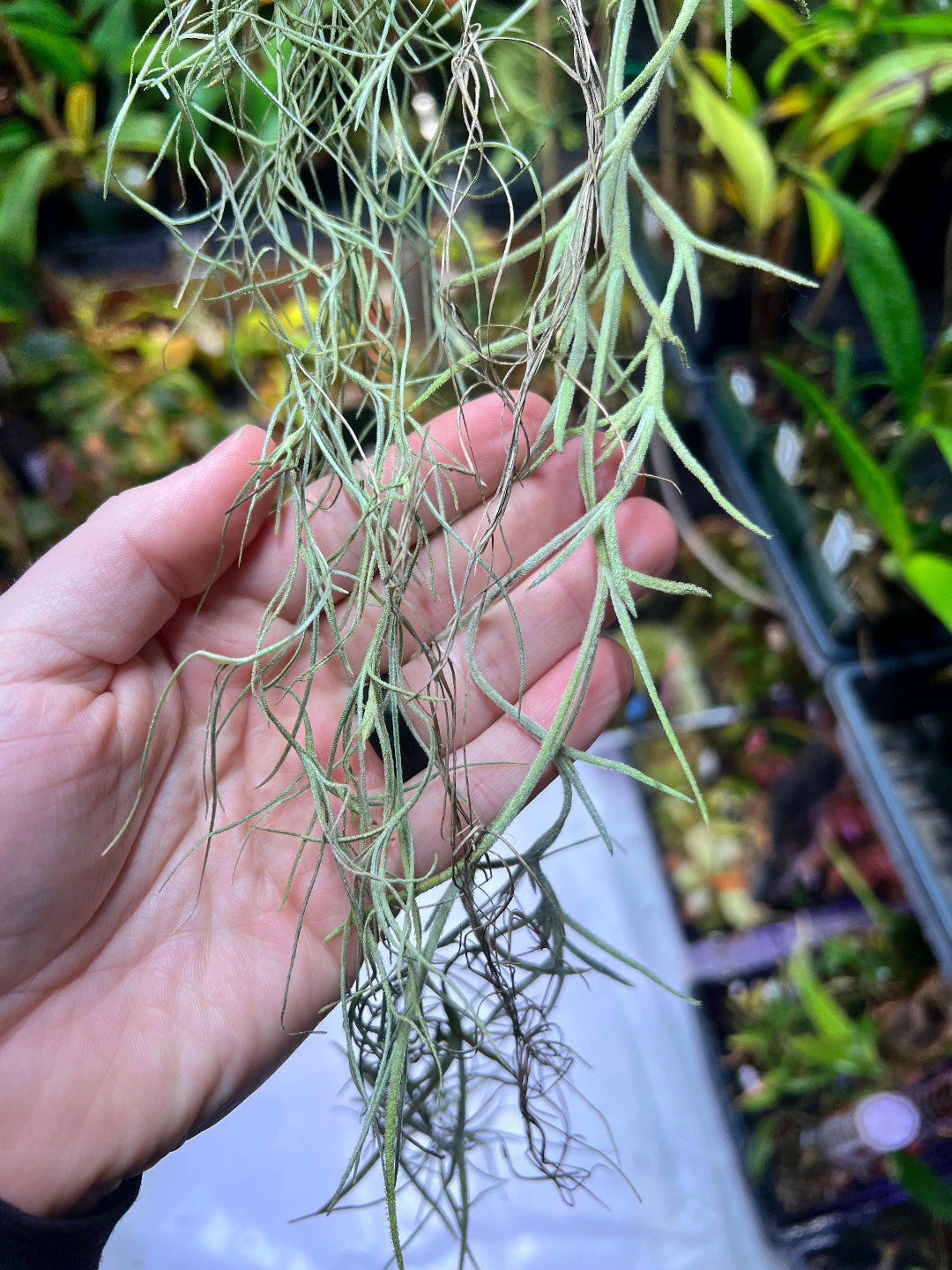 Tillandsia usneoides 'El Gordito' - Cloud Forest Flora