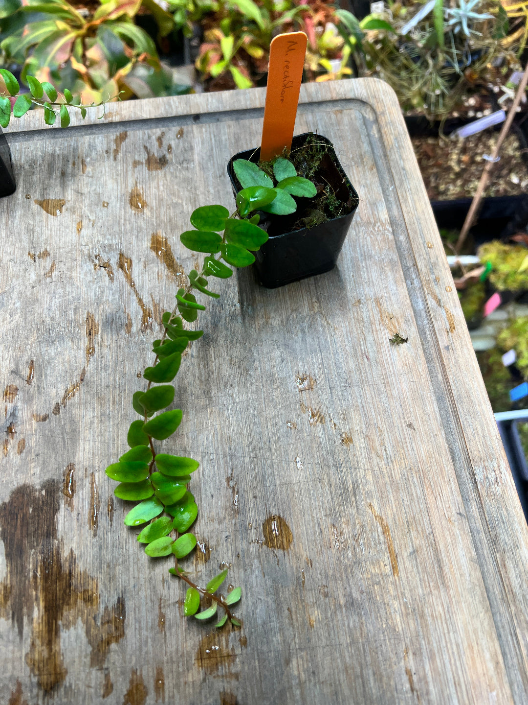 Marcgravia rectiflora - Cloud Forest Flora