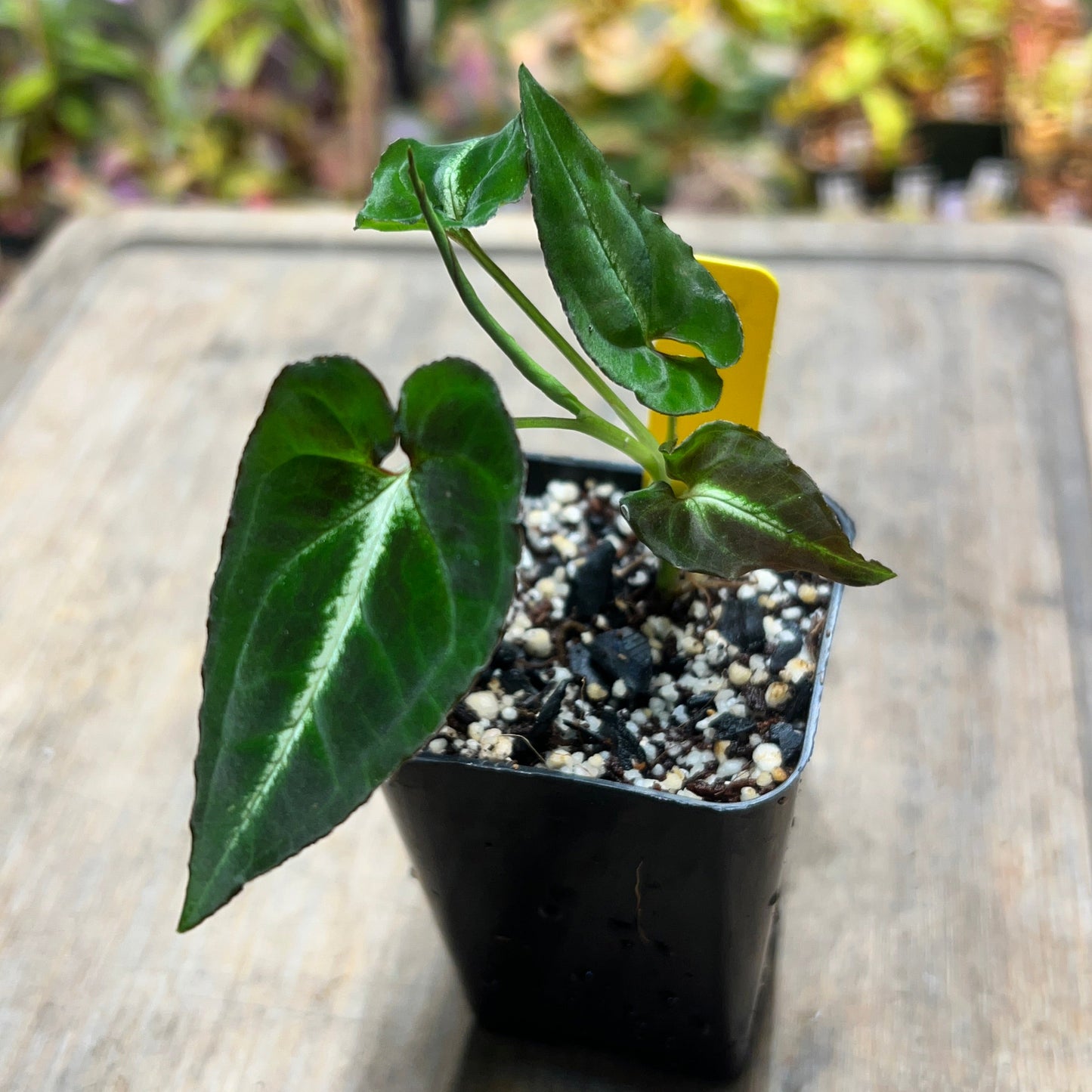 Syngonium rayii - Cloud Forest Flora