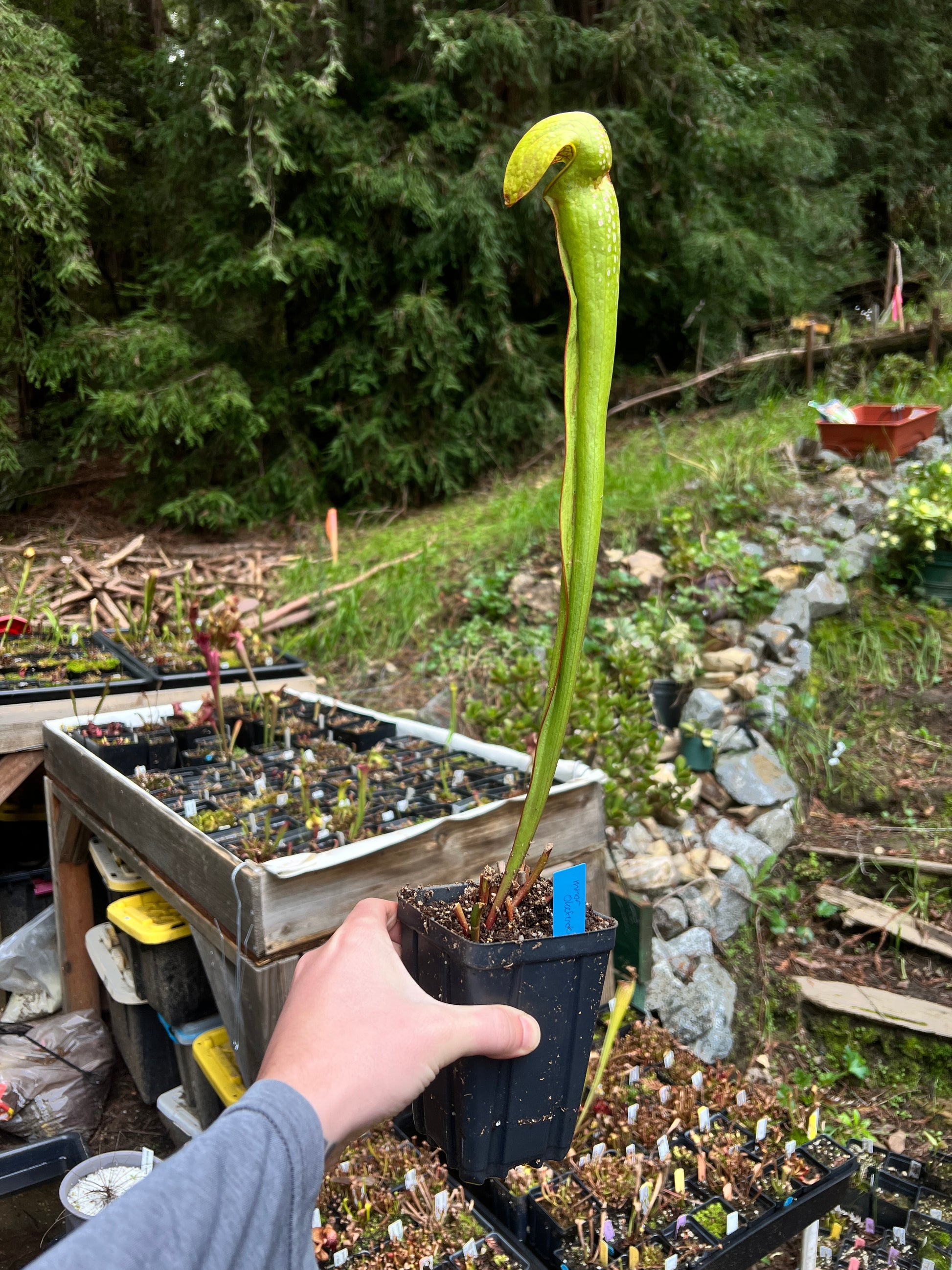 Sarracenia minor var. okefenokeensis - Cloud Forest Flora