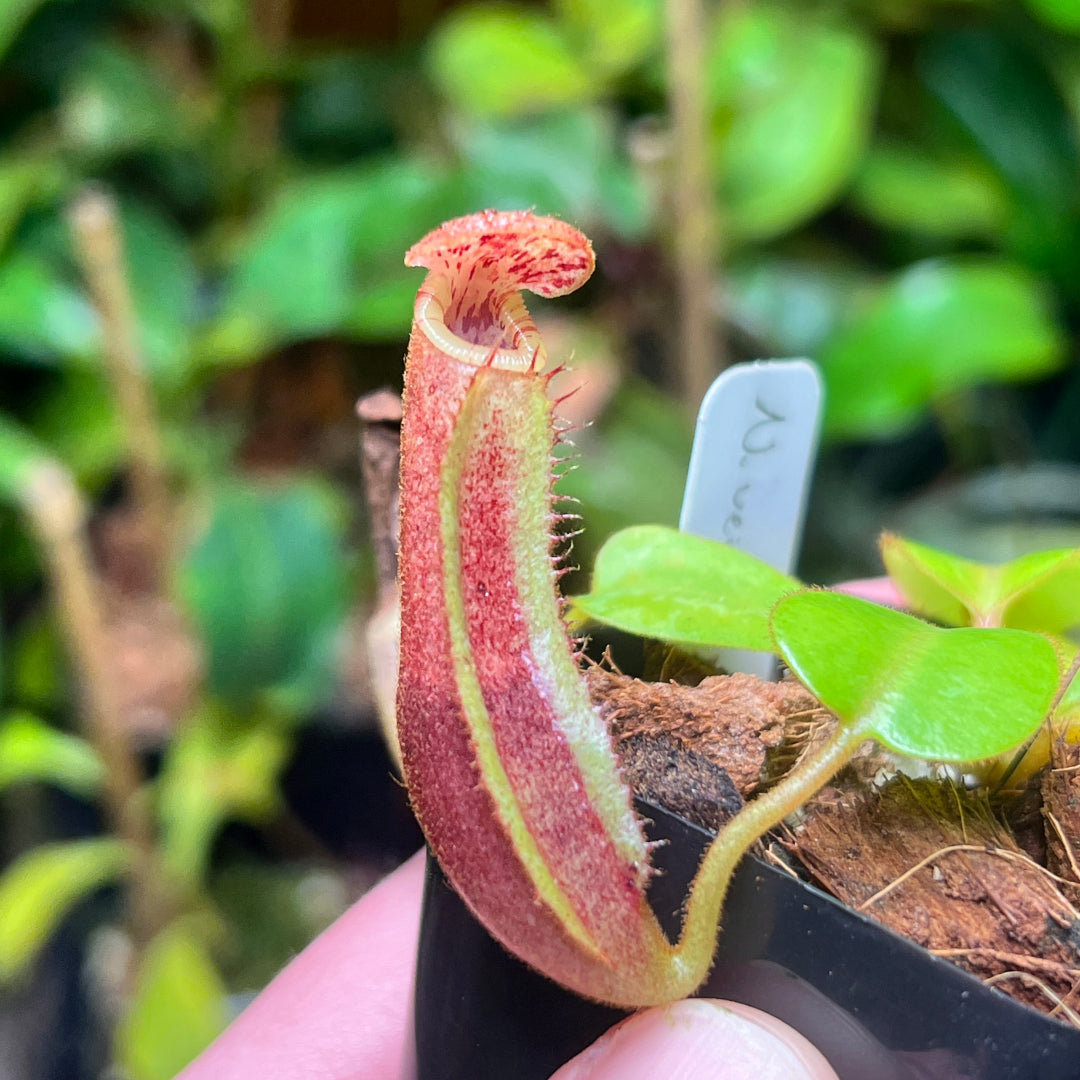 Nepenthes veitchii x clipeata - Cloud Forest Flora