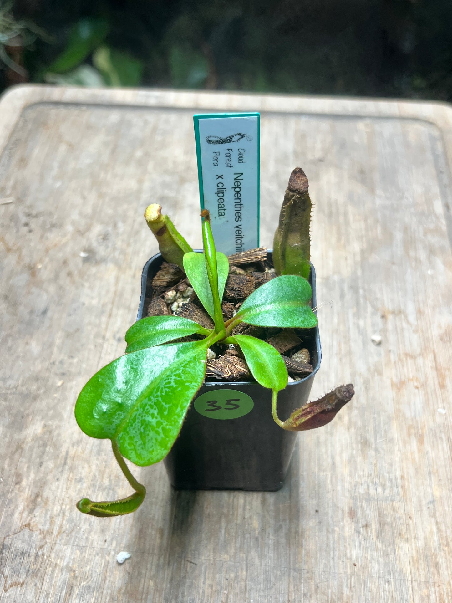 Nepenthes veitchii x clipeata - Cloud Forest Flora