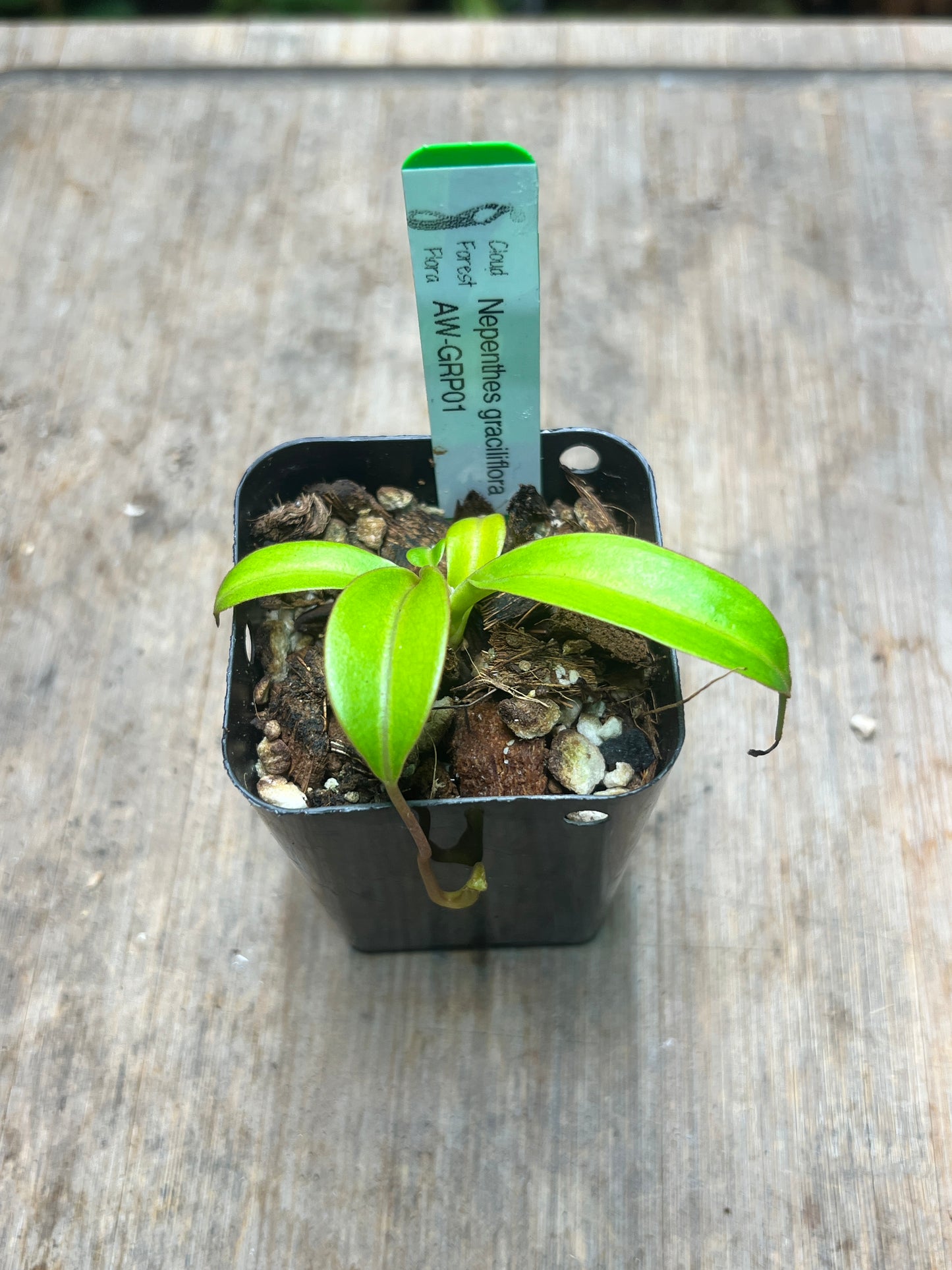 Nepenthes graciliflora AW-GRP01