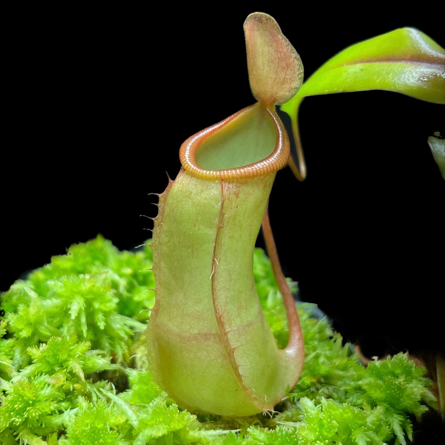 Nepenthes ventricosa (f) x tentaculata