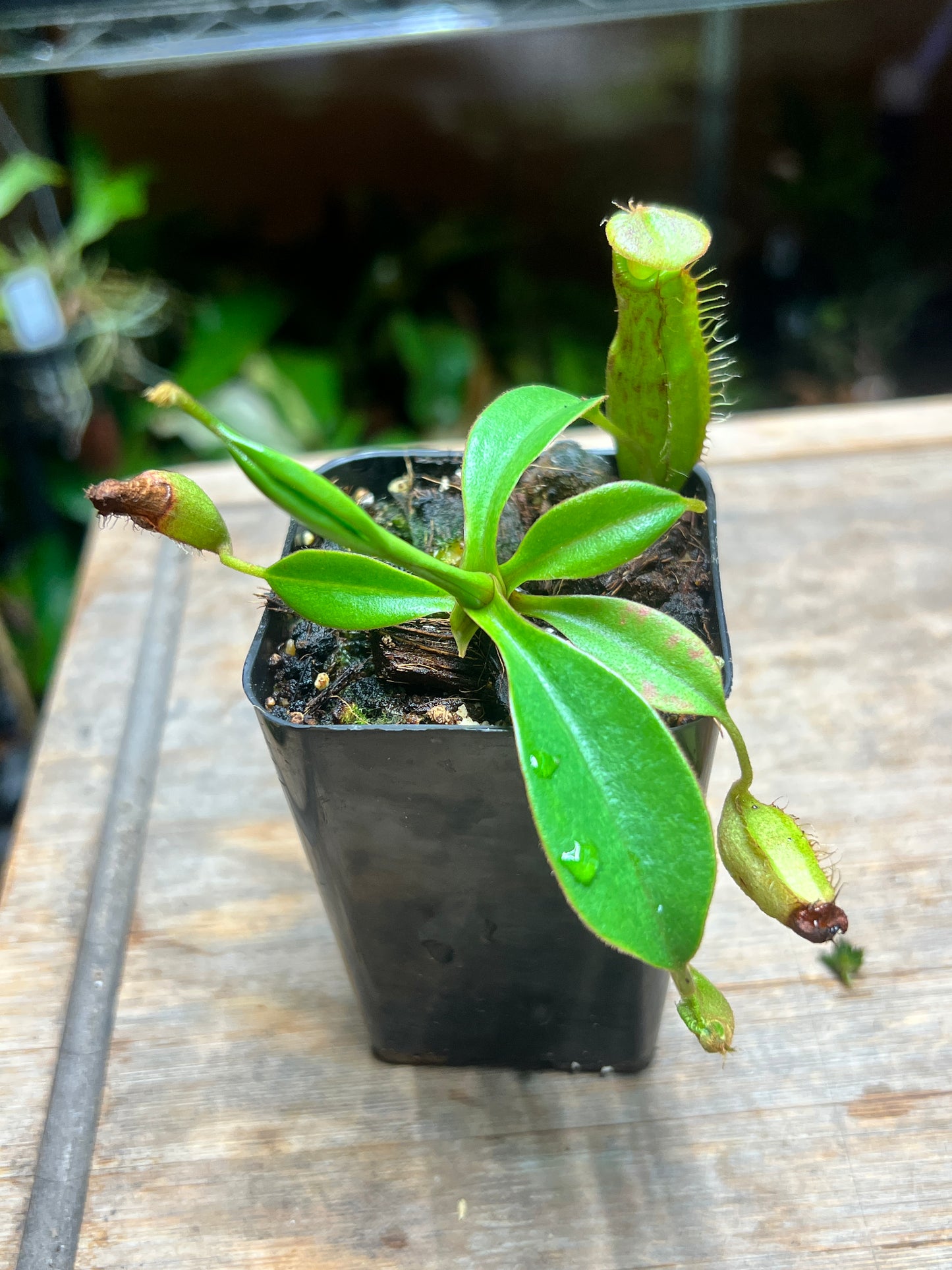 Nepenthes spectabilis x (spathulata x robcantleyi)