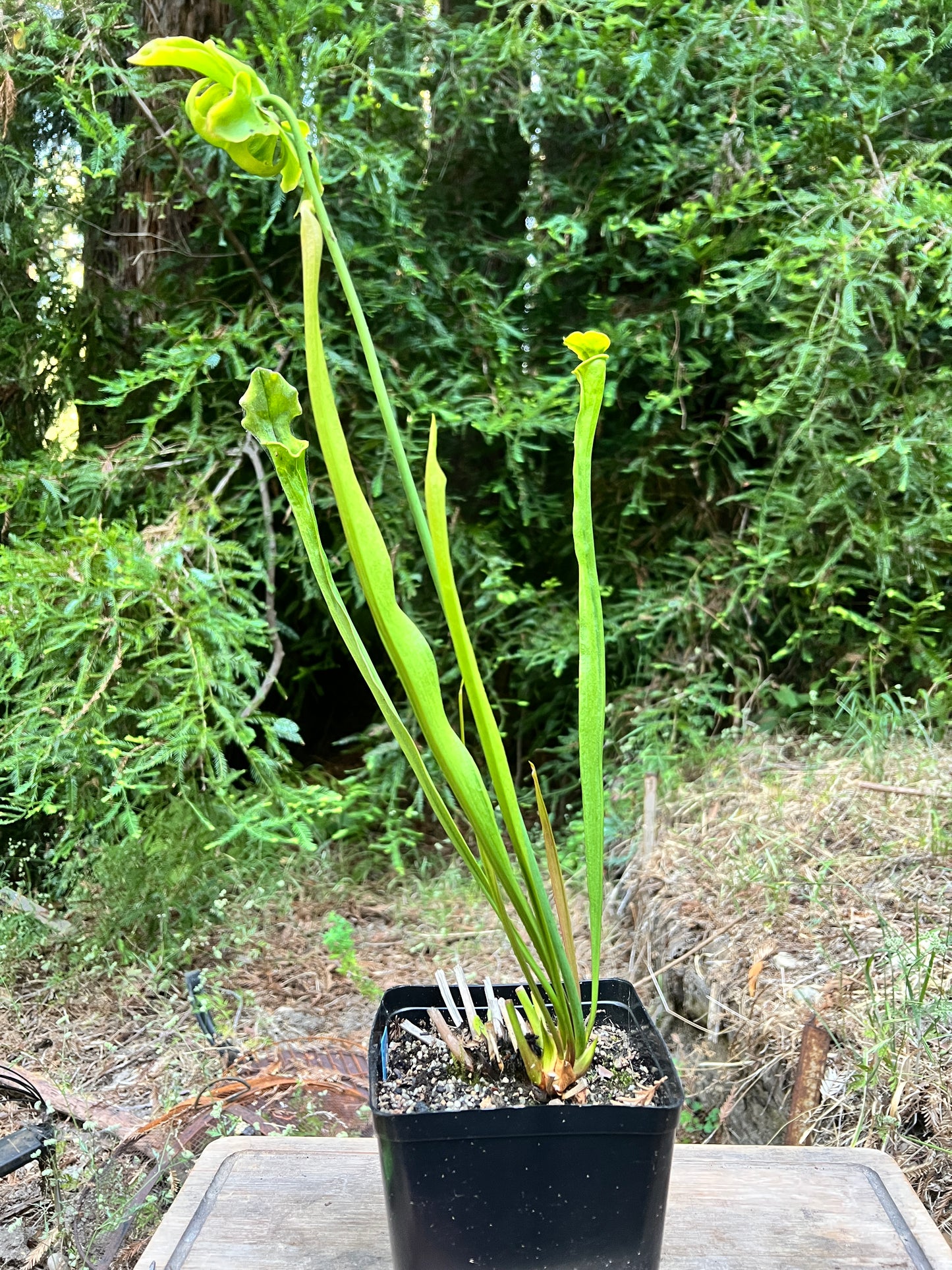 Sarracenia x areolata x 'Leah Wilkerson' - Cloud Forest Flora