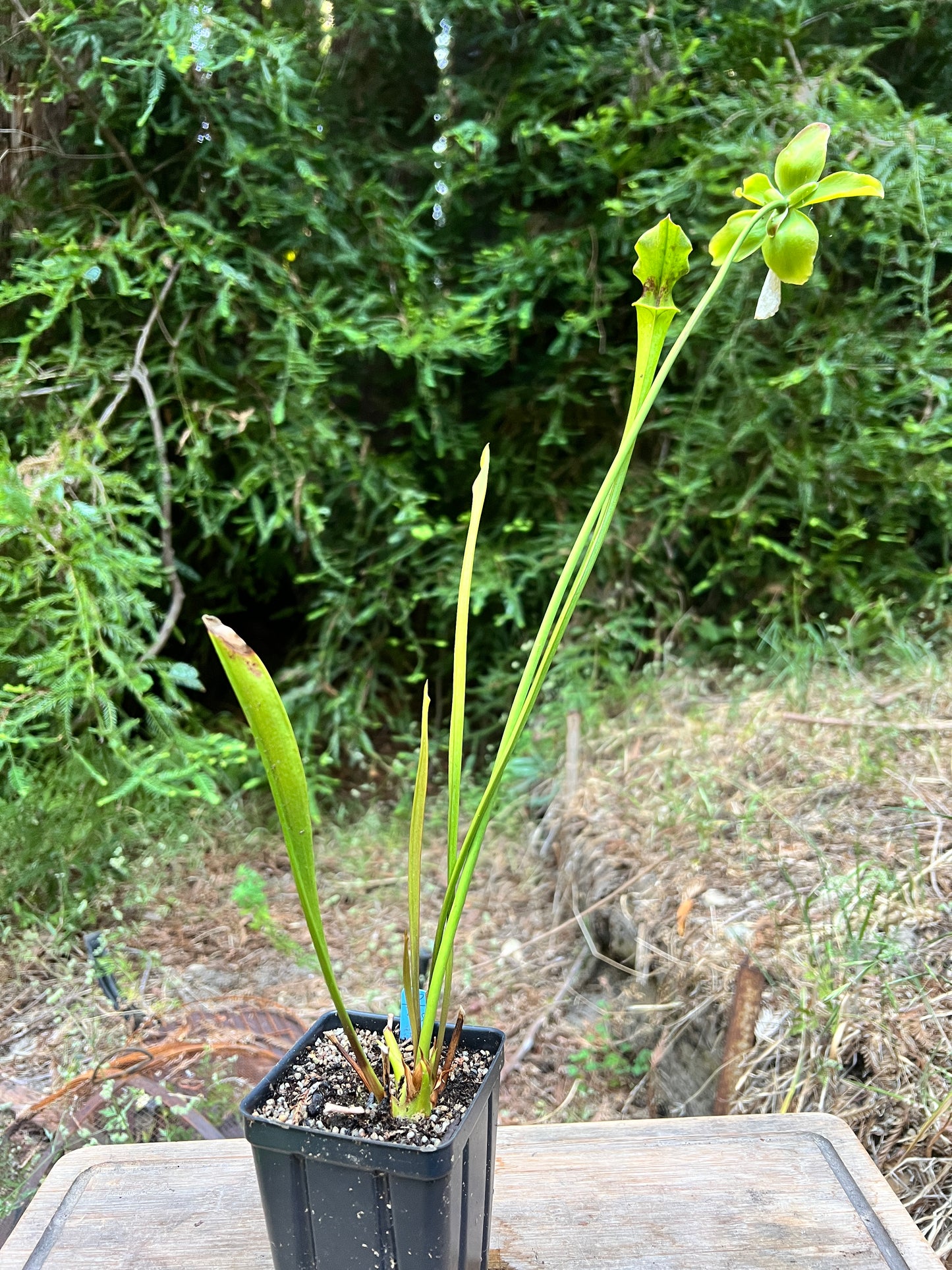 Sarracenia x areolata x 'Leah Wilkerson' - Cloud Forest Flora