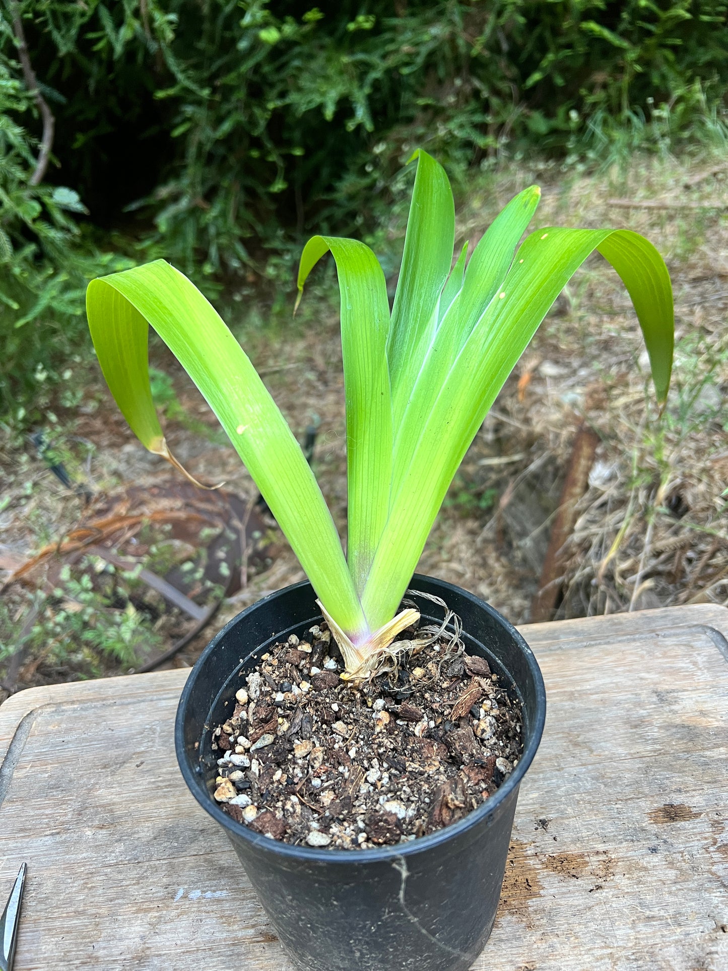 Iris confusa