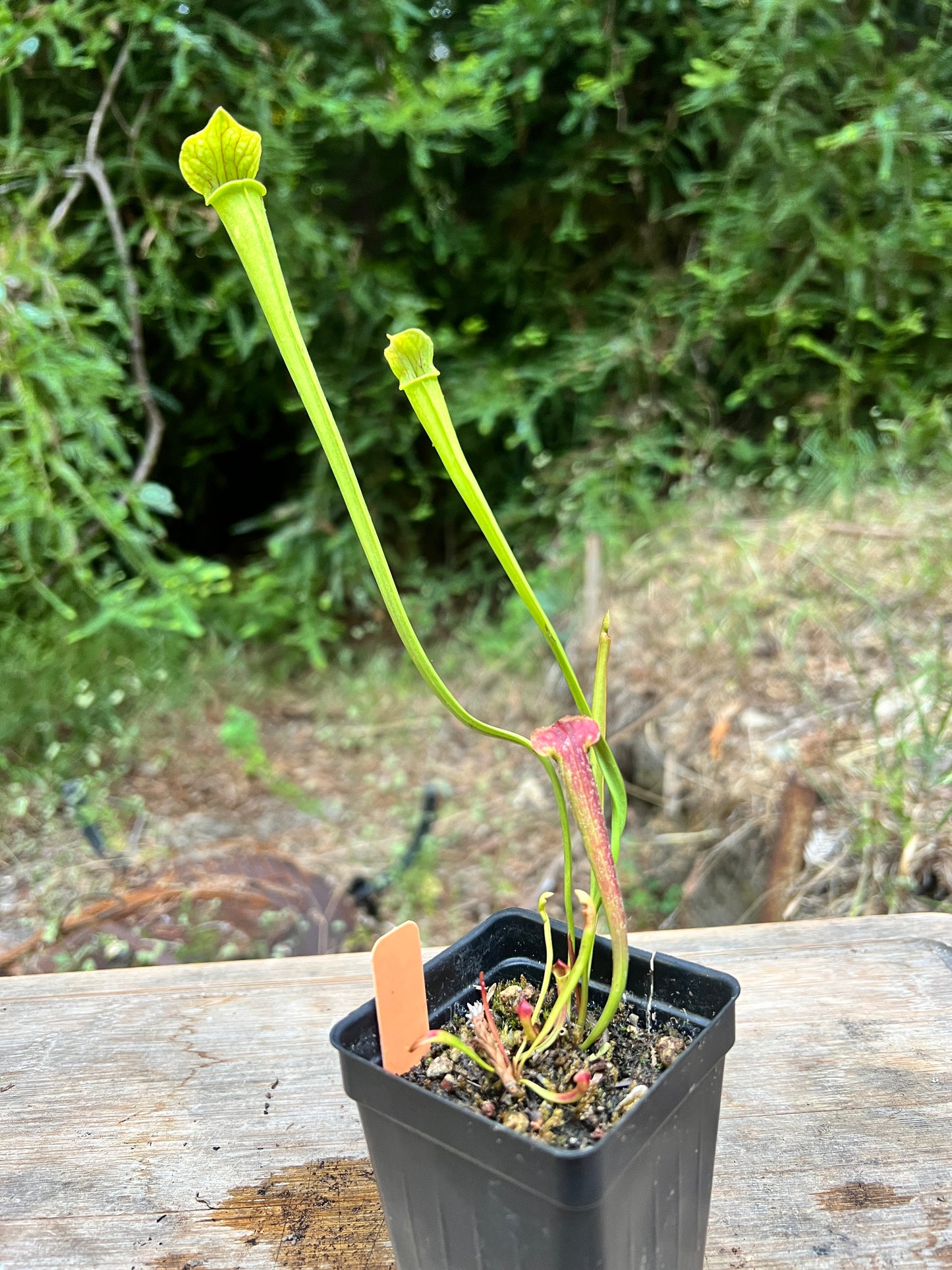 Sarracenia leucophylla x alata - Cloud Forest Flora