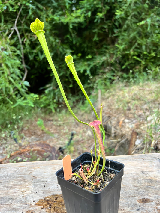 Sarracenia leucophylla x alata - Cloud Forest Flora