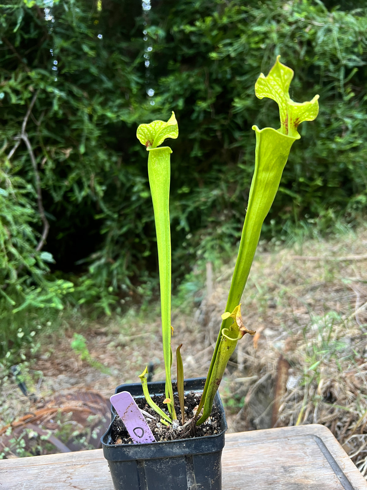 Sarracenia ×moorei x 'Hot Lips' - Cloud Forest Flora