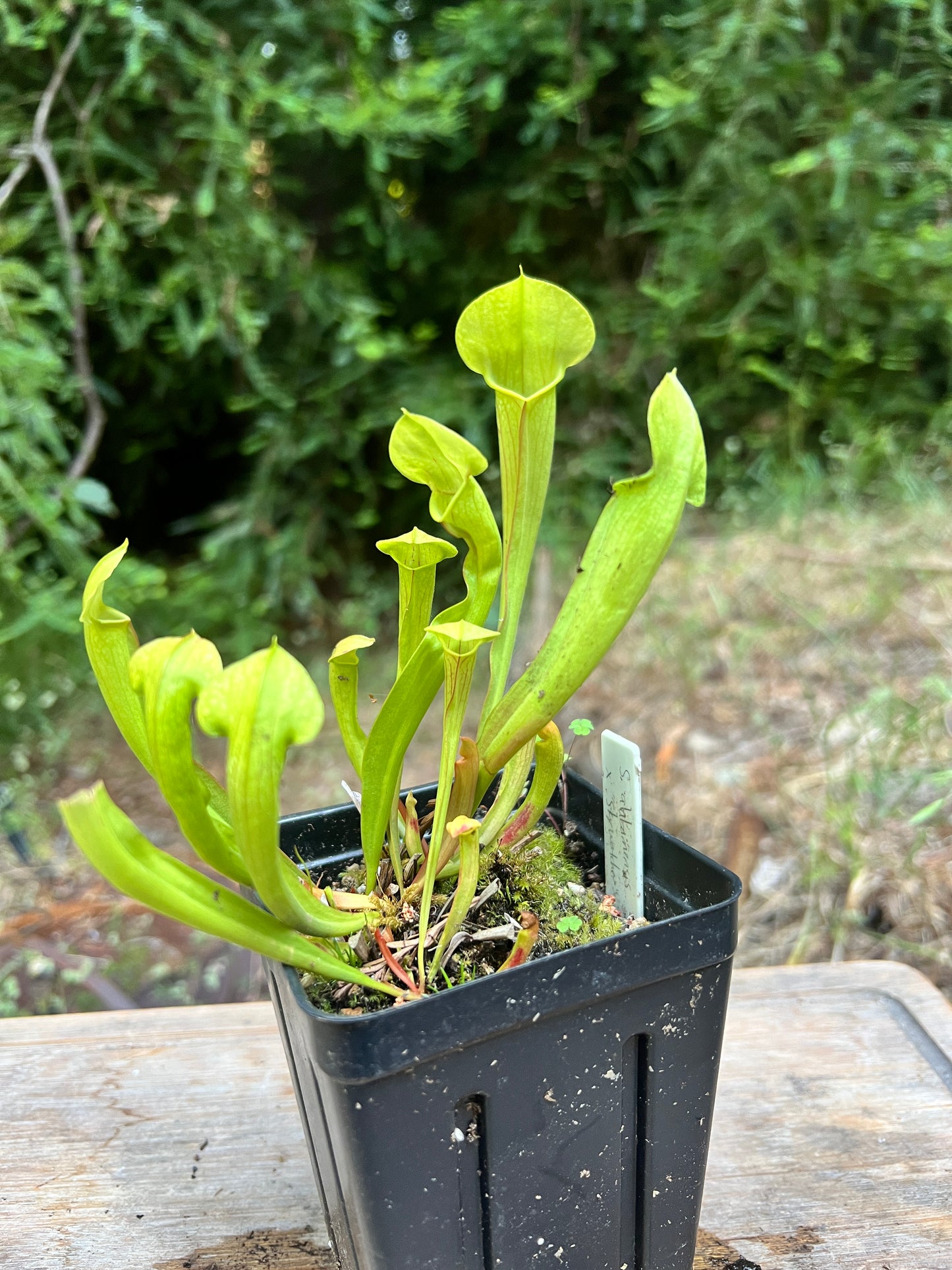 Sarracenia alabamensis x "Skywatcher" - Cloud Forest Flora