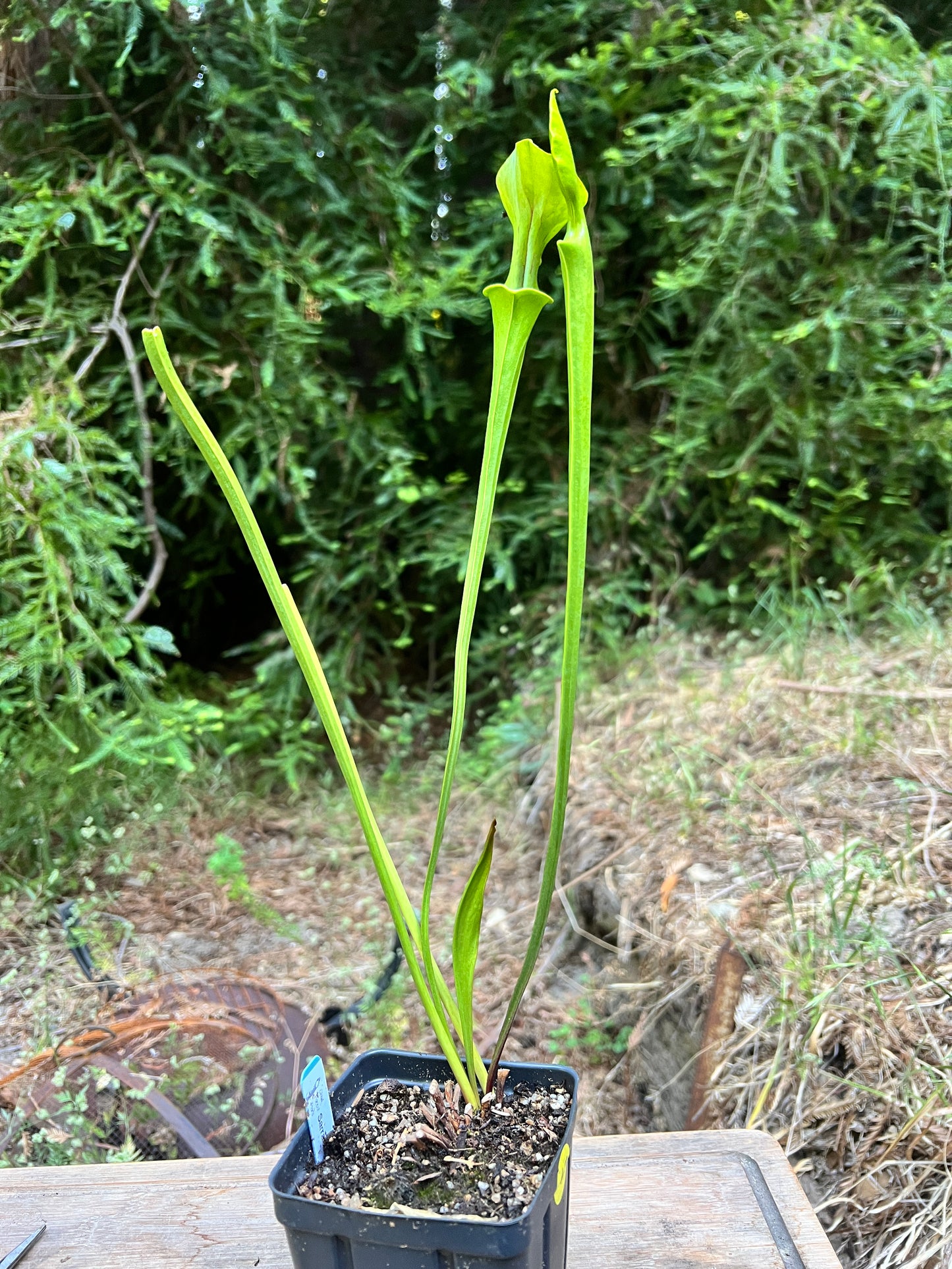 Sarracenia oreophila CALIFORNIA ONLY - Cloud Forest Flora