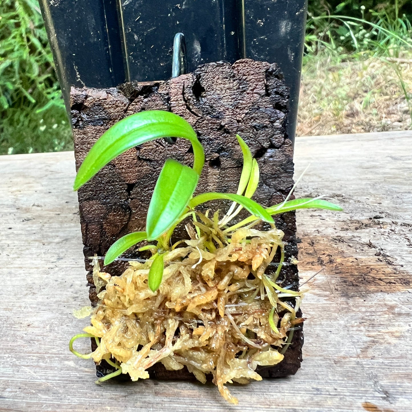 Masdevallia lamprotyria