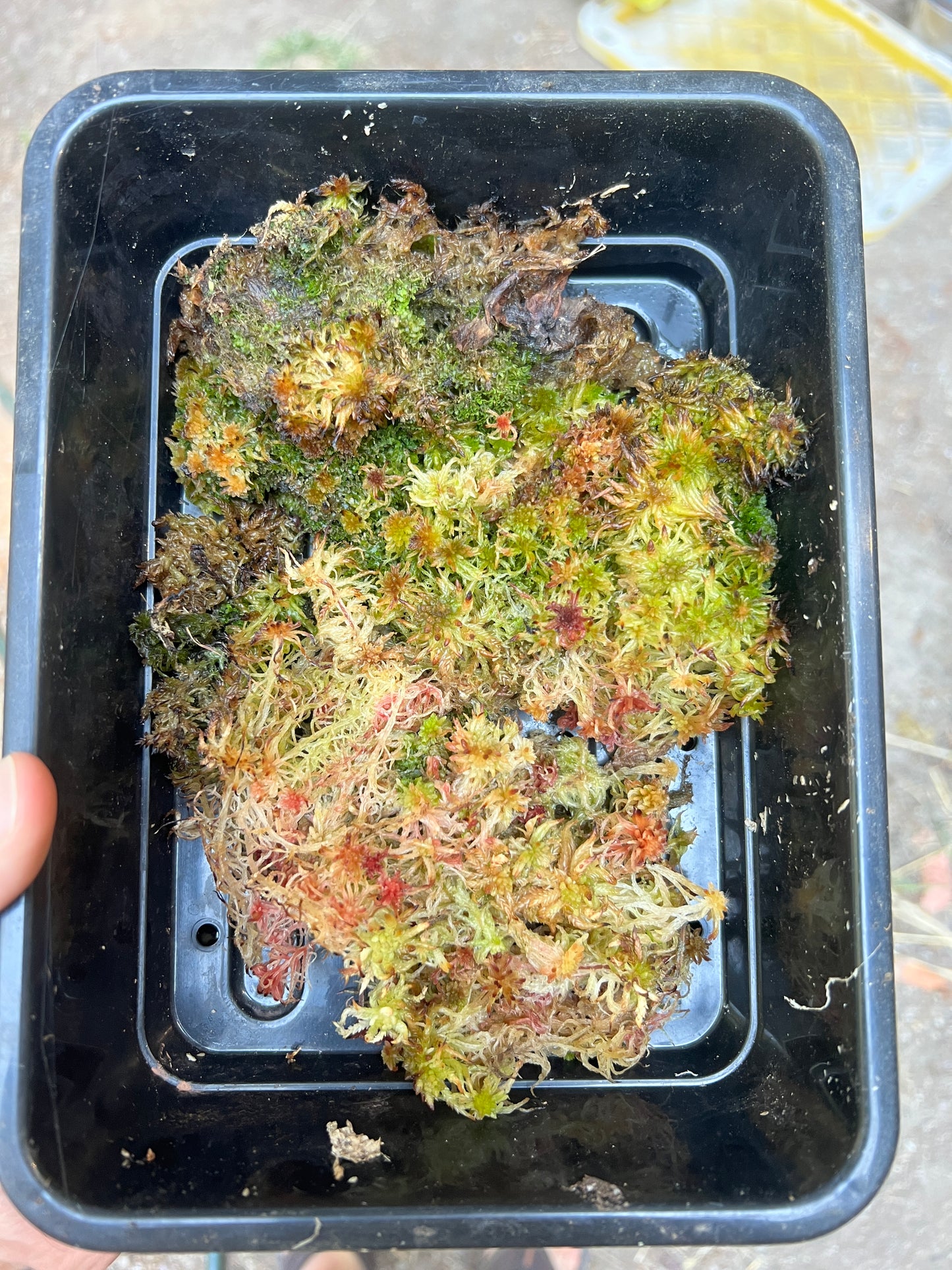 Live Sphagnum Moss