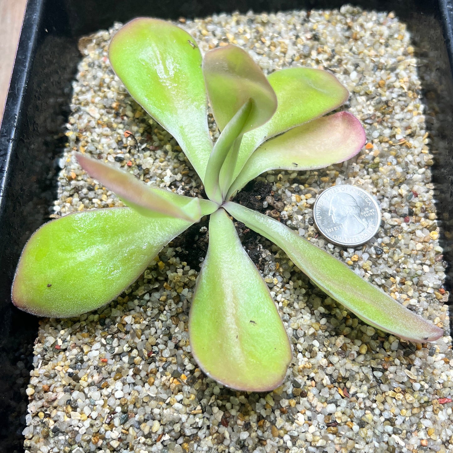 Pinguicula gigantea x agnata "Scented Flower" Specimen - Cloud Forest Flora