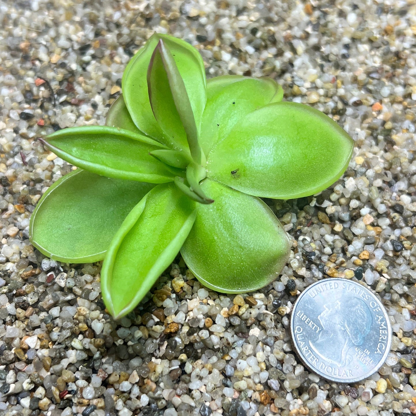 Pinguicula laueana - Cloud Forest Flora