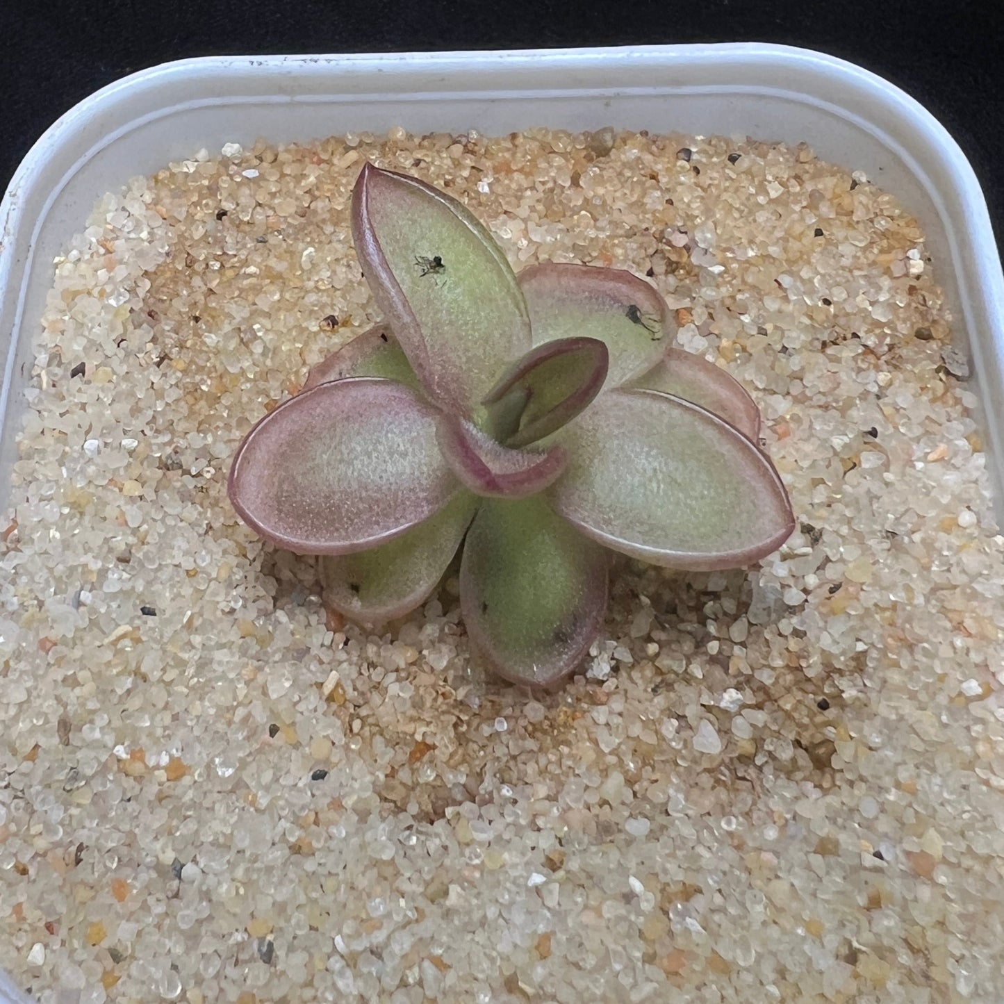 Pinguicula laueana - Cloud Forest Flora