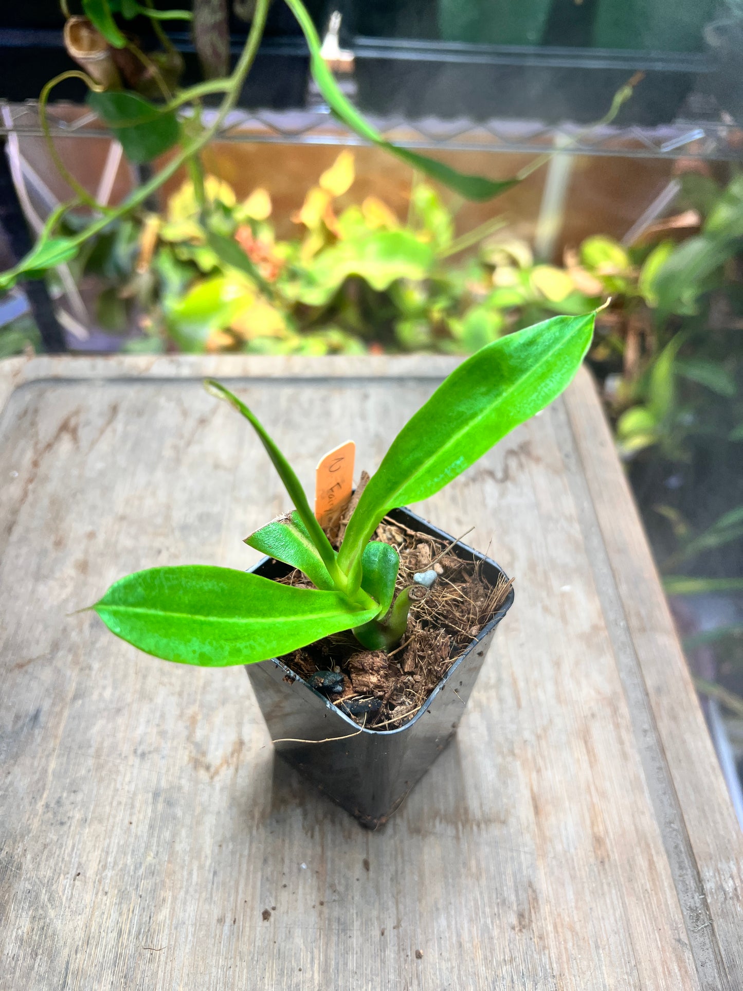 Nepenthes “Fairyland”