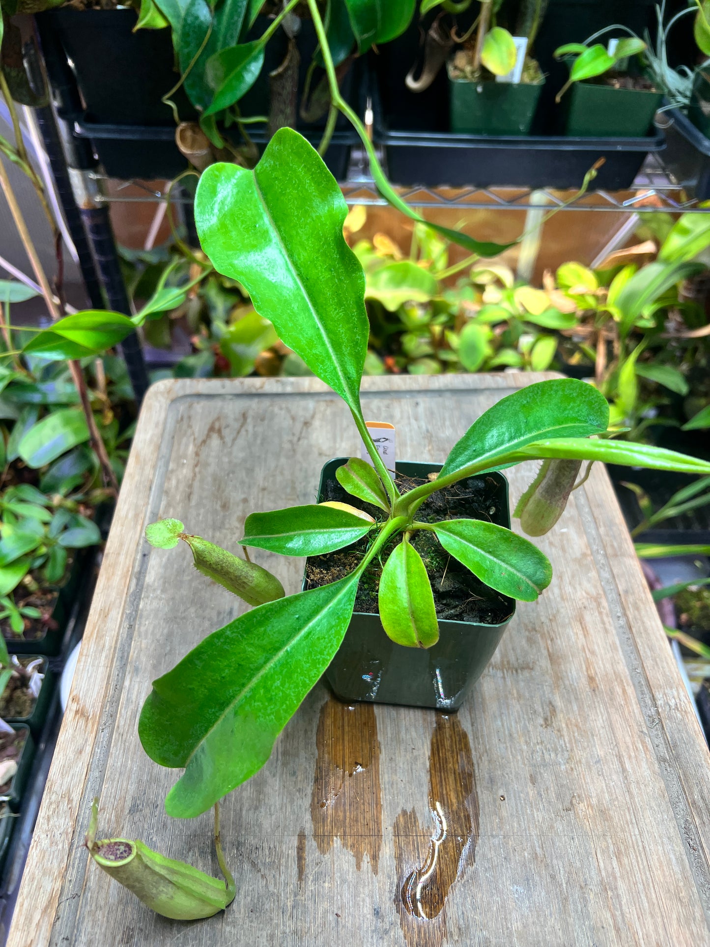 Nepenthes veitchii Hybrid