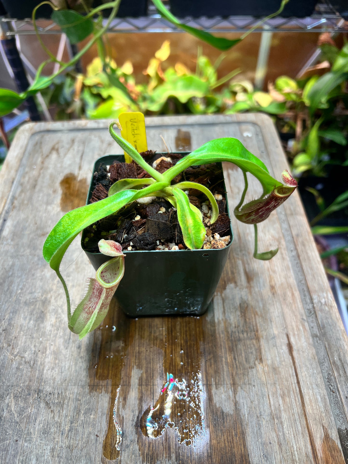 Nepenthes veitchii x maxima - Cloud Forest Flora