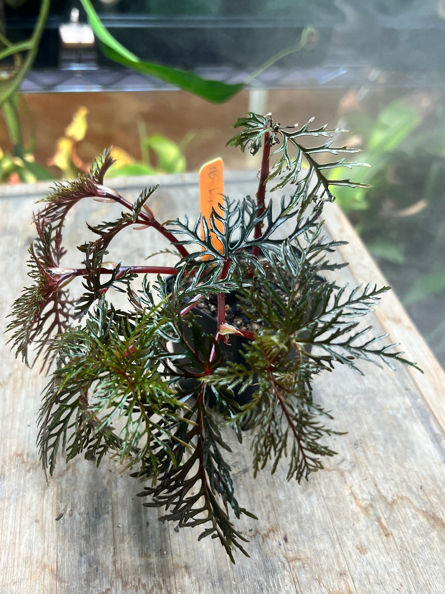Begonia bipinnatifida