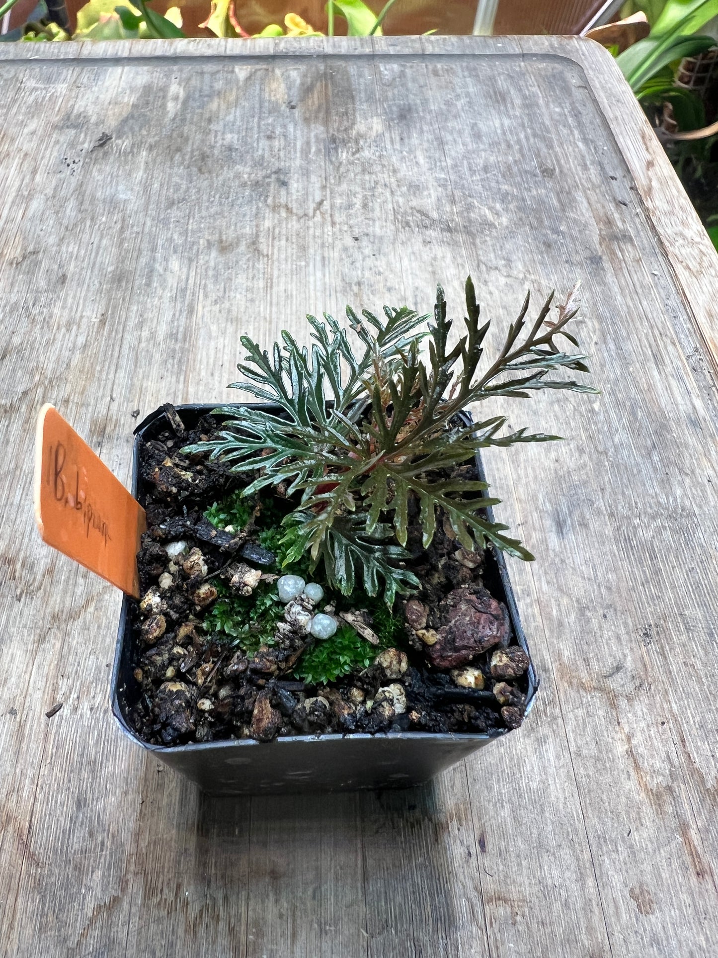 Begonia bipinnatifida