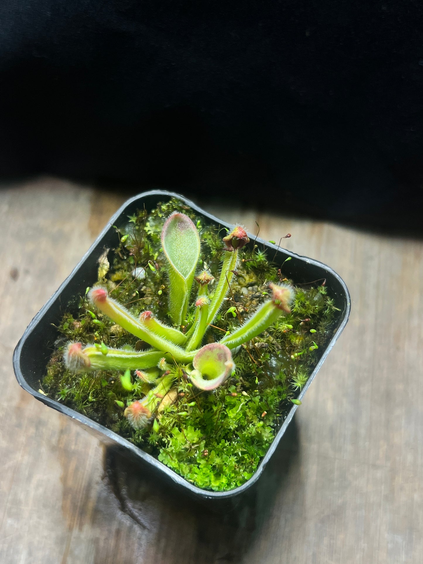 Heliamphora exappendiculata (Apacapa) “Ewok” - Cloud Forest Flora